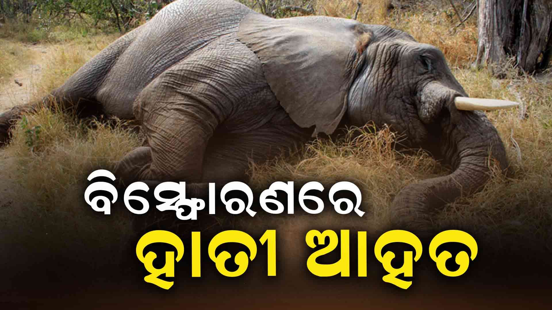 ଲ୍ୟାଣ୍ଡମାଇନ ବିସ୍ଫୋରଣରେ ହାତୀ ଗୁରୁତର