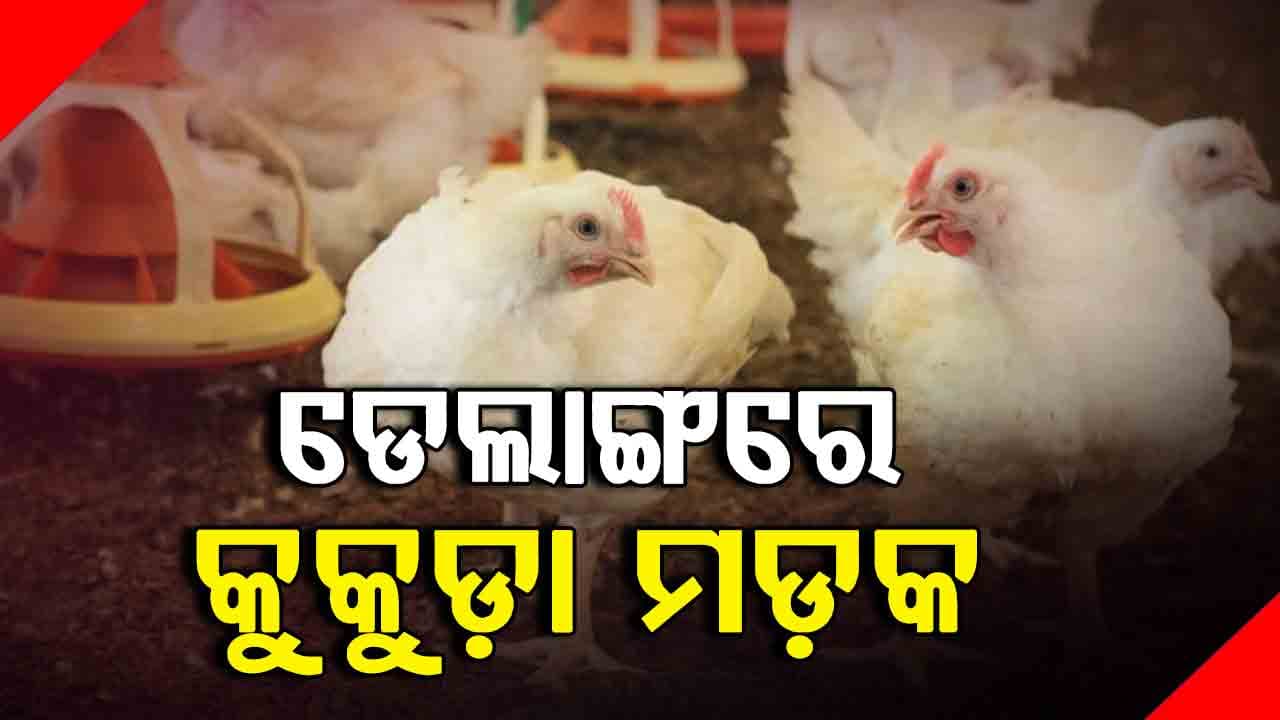 ଅଜଣା ରୋଗରେ ମରୁଛନ୍ତି ହଜାର ହଜାର କୁକୁଡ଼ା