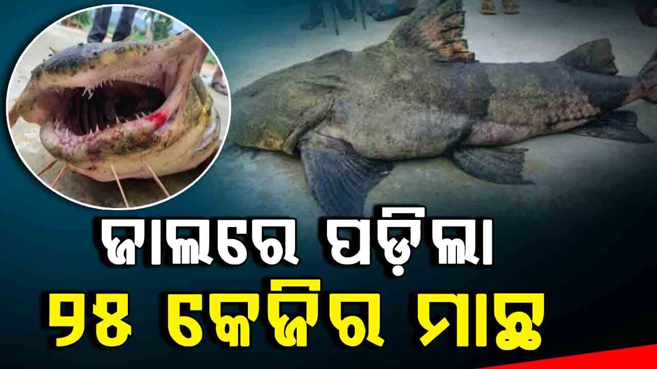ଜାଲରେ ପଡିଲା ବିଶାଳ ମାଛ: ଲୋକେ ଭୟଭୀତ