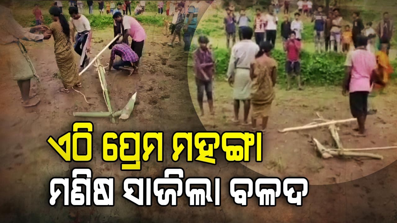 ପ୍ରେମ କରୁଥିଲେ ବୋଲି ବଳଦ ଭଳି ଖଟାଇଲେ ଗାଁ ଲୋକ