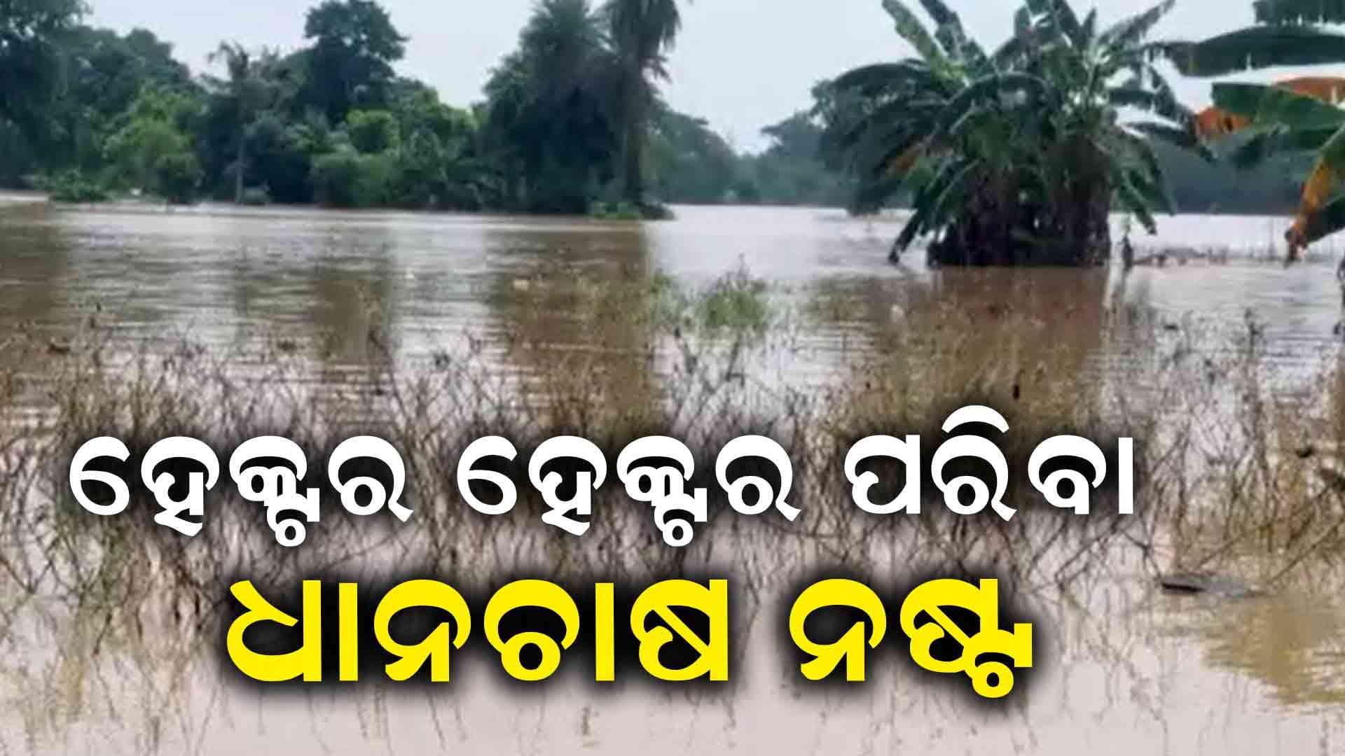 ହେକ୍ଟର ହେକ୍ଟର ପରିବା, ଲଳିତା ଓ ଧାନଚାଷ ନଷ୍ଟ 