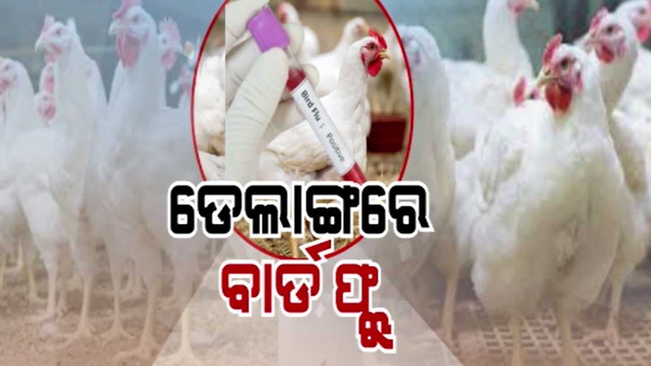ପୁରୀ ଜିଲ୍ଲା ଡେଲାଙ୍ଗରେ ବାର୍ଡ ଫ୍ଲୁ,