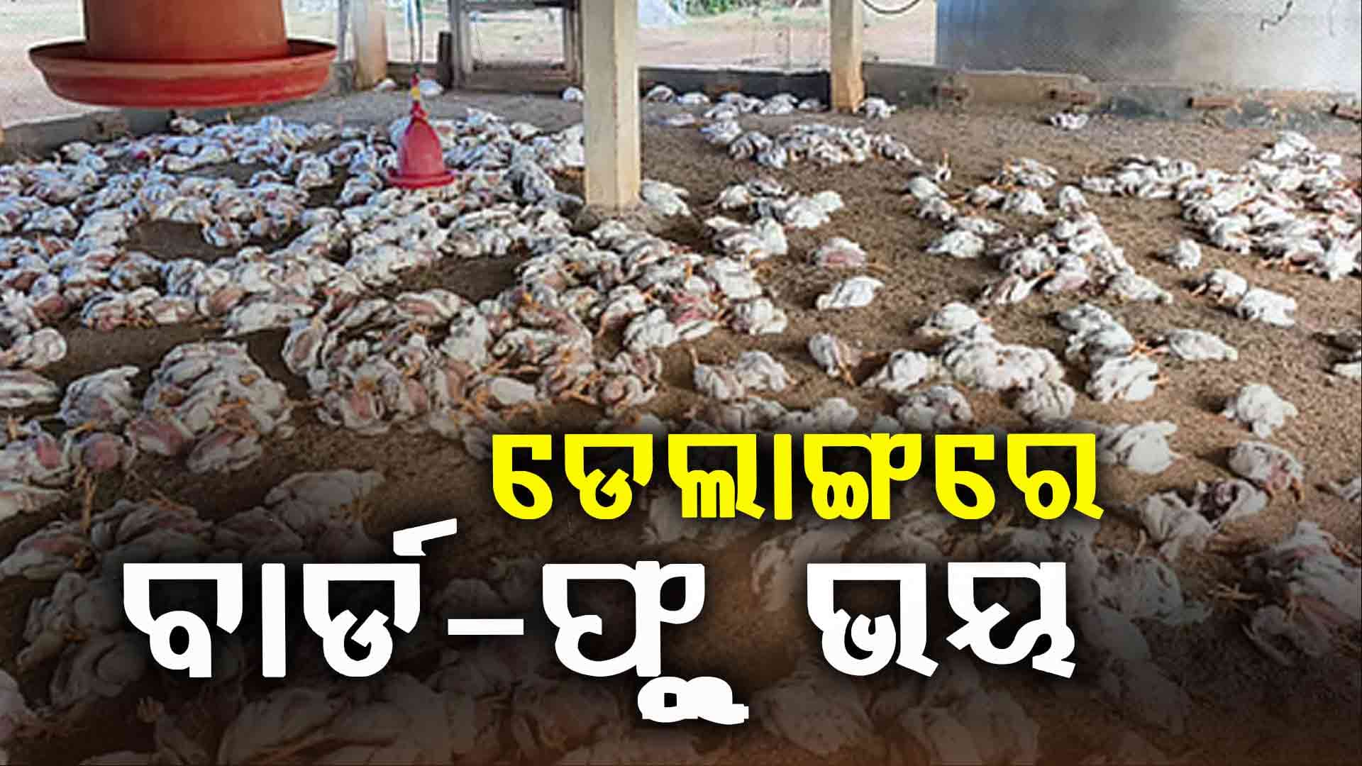  ବାର୍ଡ଼ ଫ୍ଲୁରେ ସଂକ୍ରମିତ ସମଗ୍ର ଡେଲାଙ୍ଗ ଅଞ୍ଚଳ , ବାର୍ଡ କିଲିଂ ପ୍ରକ୍ରିୟା ଜାରି