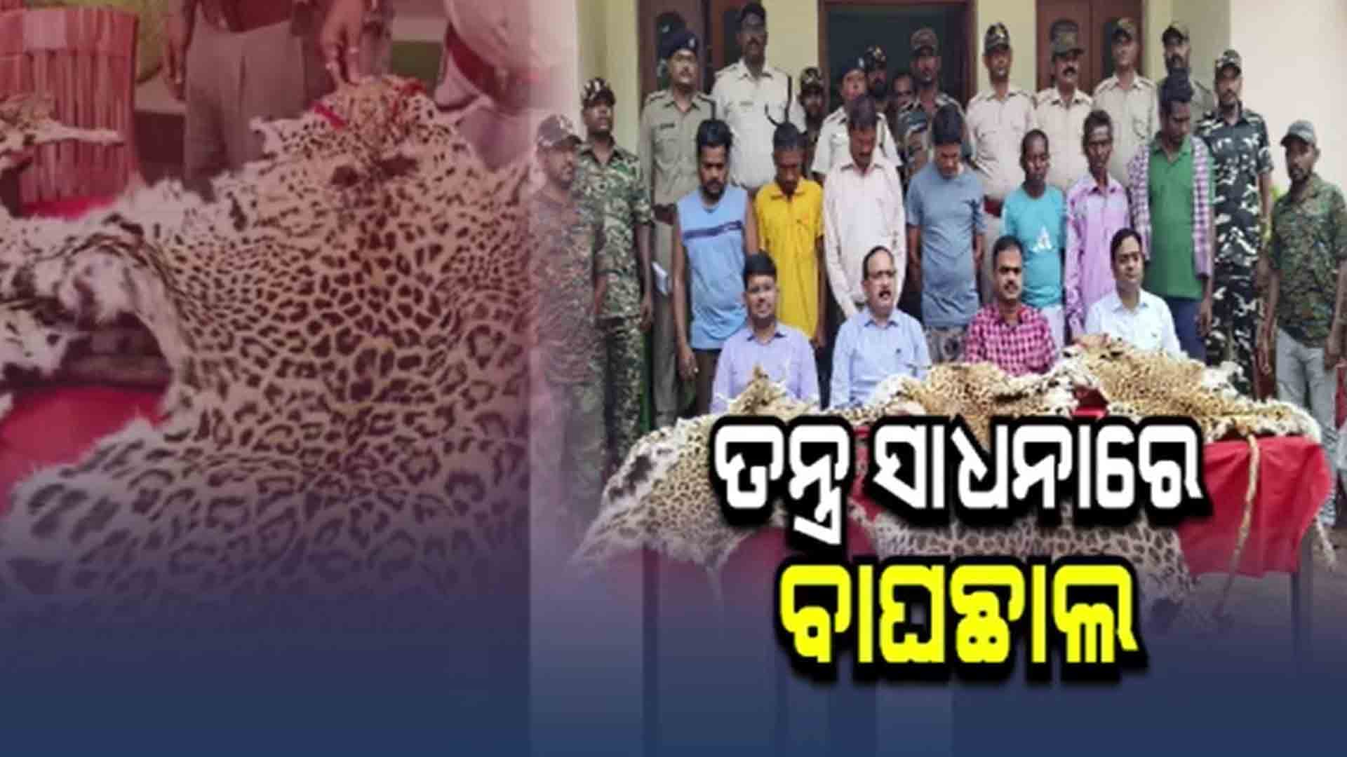 ମହଙ୍ଗା ପଡ଼ିଲା ଘରେ ବାଘଛାଲ ପୂଜା କରିବା