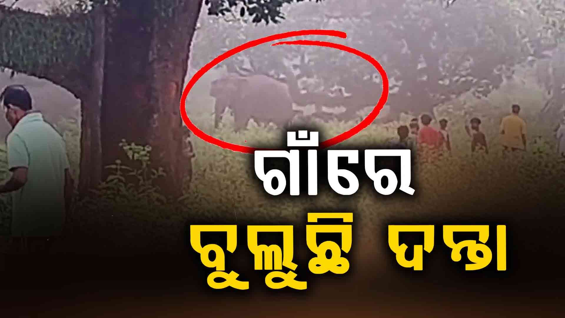 ଗାଁରେ ବୁଲୁଛି ହାତୀ: ଲୋକେ ଆତଙ୍କିତ