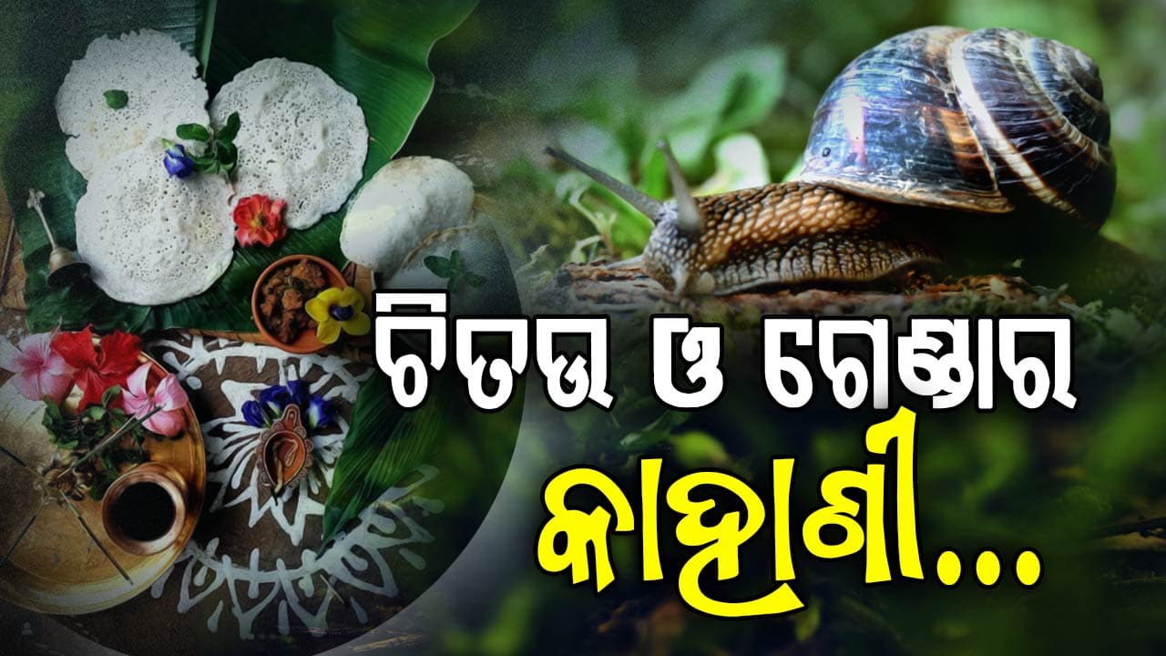 ଚିତଉ ଅମାବାସ୍ୟା; ଗାଁ ଗାଁ ରେ ଶୁଭେ "ମୋ ବାପା ଗୋଡ କାଟିବୁନି..ମୋ ଭାଇ ଗୋଡ କାଟିବୁନି"