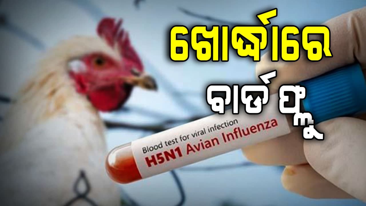 ଡେଲାଙ୍ଗ ପରେ ଖୋର୍ଦ୍ଧା ଜିଲ୍ଲାରେ କୁକୁଡା ମଢ଼କ