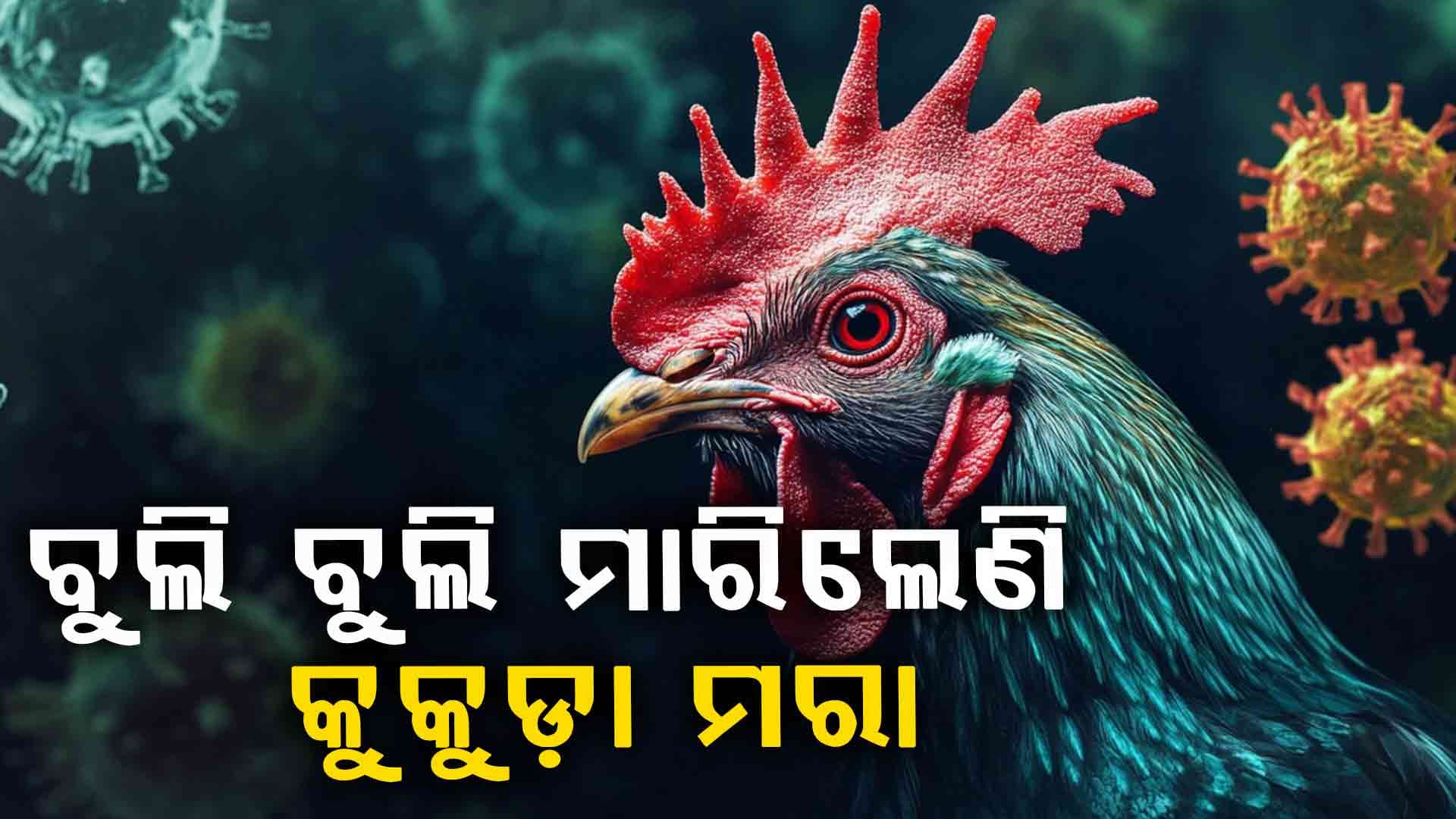 ମାଡ଼ିଲାଣି ବାର୍ଡ ଫ୍ଲୁ ! ଆପେ ମରିଯାଉଛନ୍ତି କୁକୁଡ଼ା...