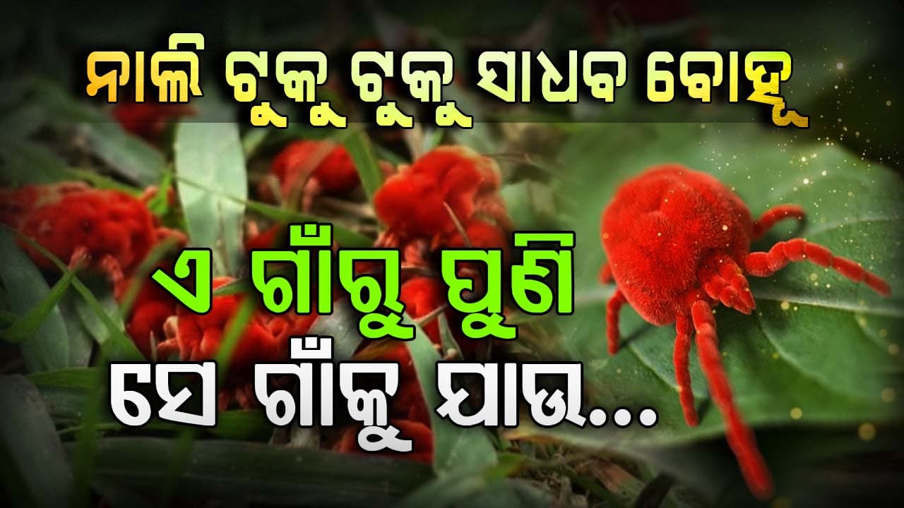 ନାଲି ରଙ୍ଗର ଓଢଣୀ ଟାଣି ଘାସ ଗାଲିଚାରେ ବୁଲୁଛି ସାଧବ ବୋହୂ