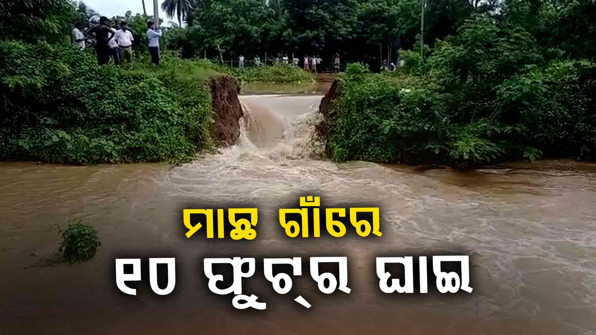 ଜଗତସିଂହପୁର ତରିକୁନ୍ଦ ମାଛ ଗାଁ କେନାଲରେ ୧୦ ଫୁଟ ଘାଇ