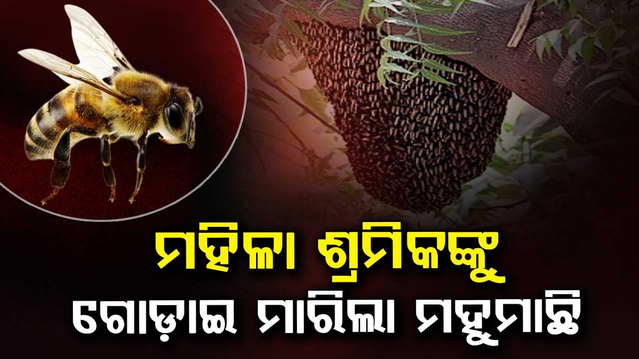 ବାଘ ମହୁମାଛି ଆକ୍ରମଣରେ ୫ ମହିଳା ଶ୍ରମିକ ଆହତ 