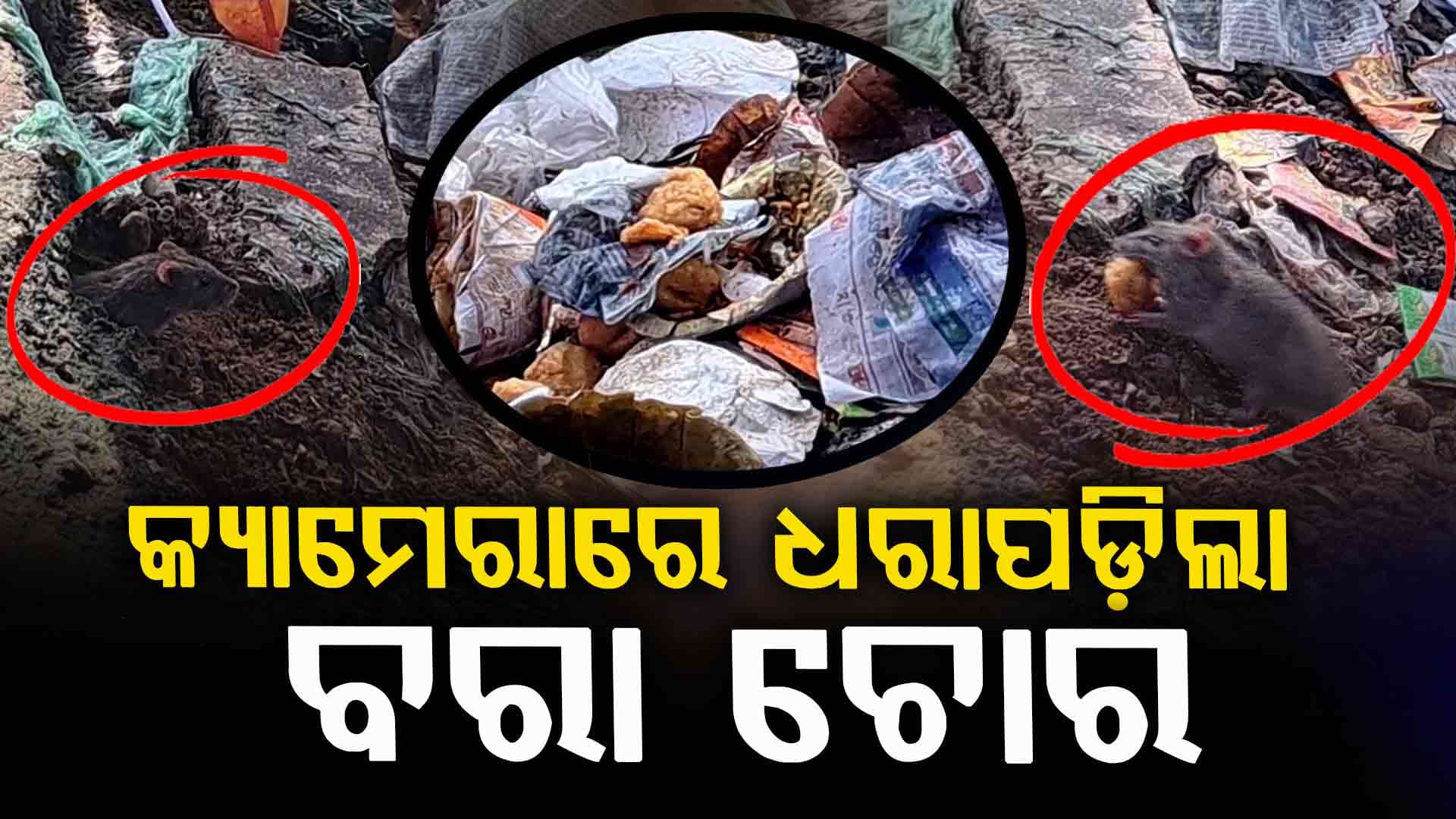 କ୍ୟାମେରାରେ କଏଦ୍ ହେଲା କିଛି ଏମିତି ଭିଡିଓ, ଥରେ ଦେଖନ୍ତୁ ଚୋର କିଏ...