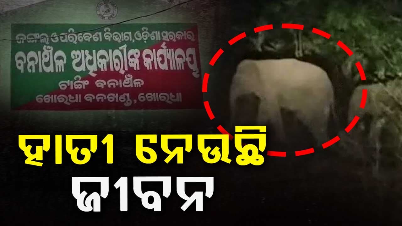 ହାତୀ ଆକ୍ରମଣରେ ଓଡ଼ିଶାରେ ଦେଶର ସର୍ବାଧିକ ଜୀବନ ହାନି 