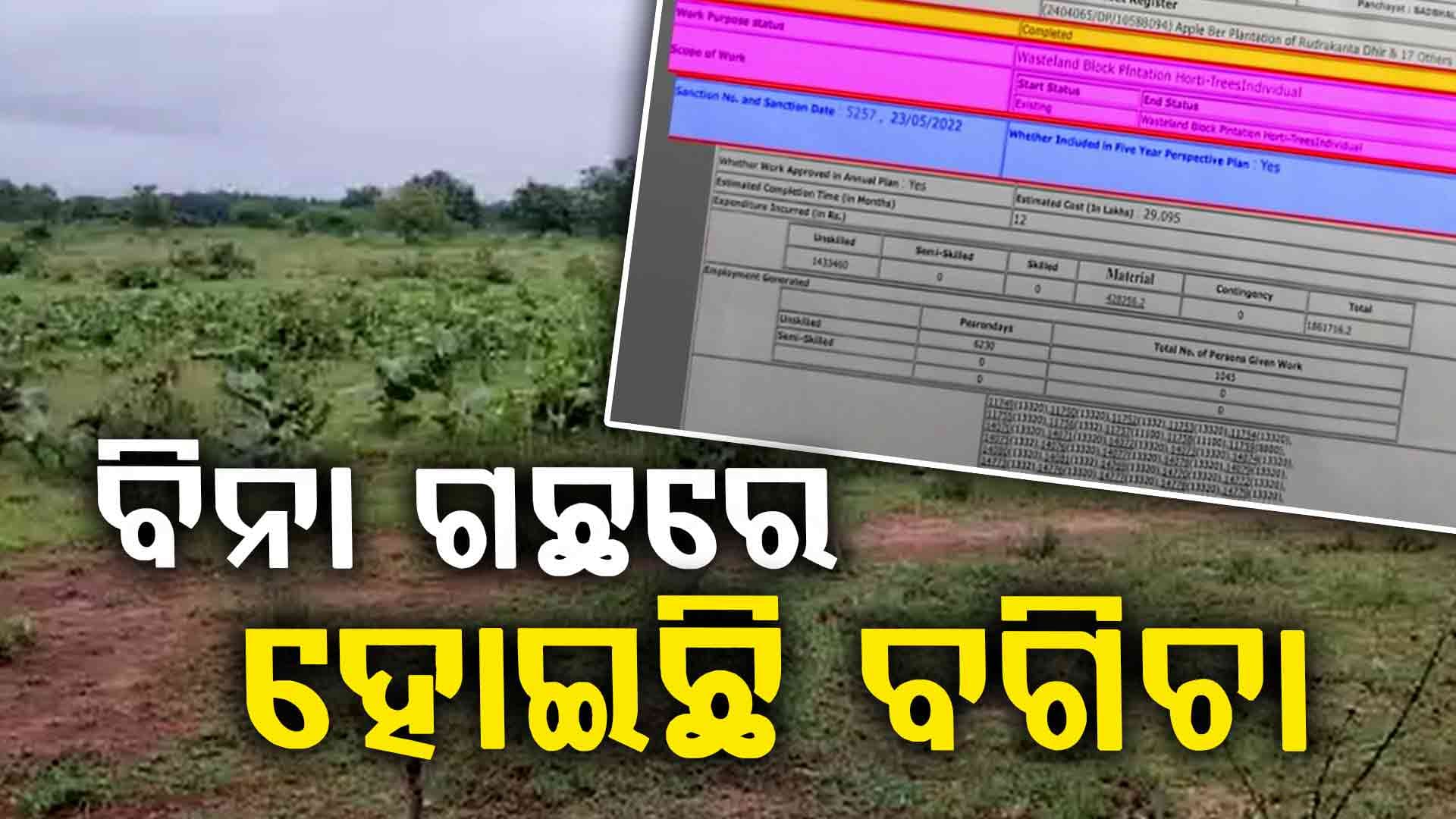 ବରକୋଳି ନାଁରେ ଖାଇଗଲେ ମନରେଗା ଟଙ୍କା !