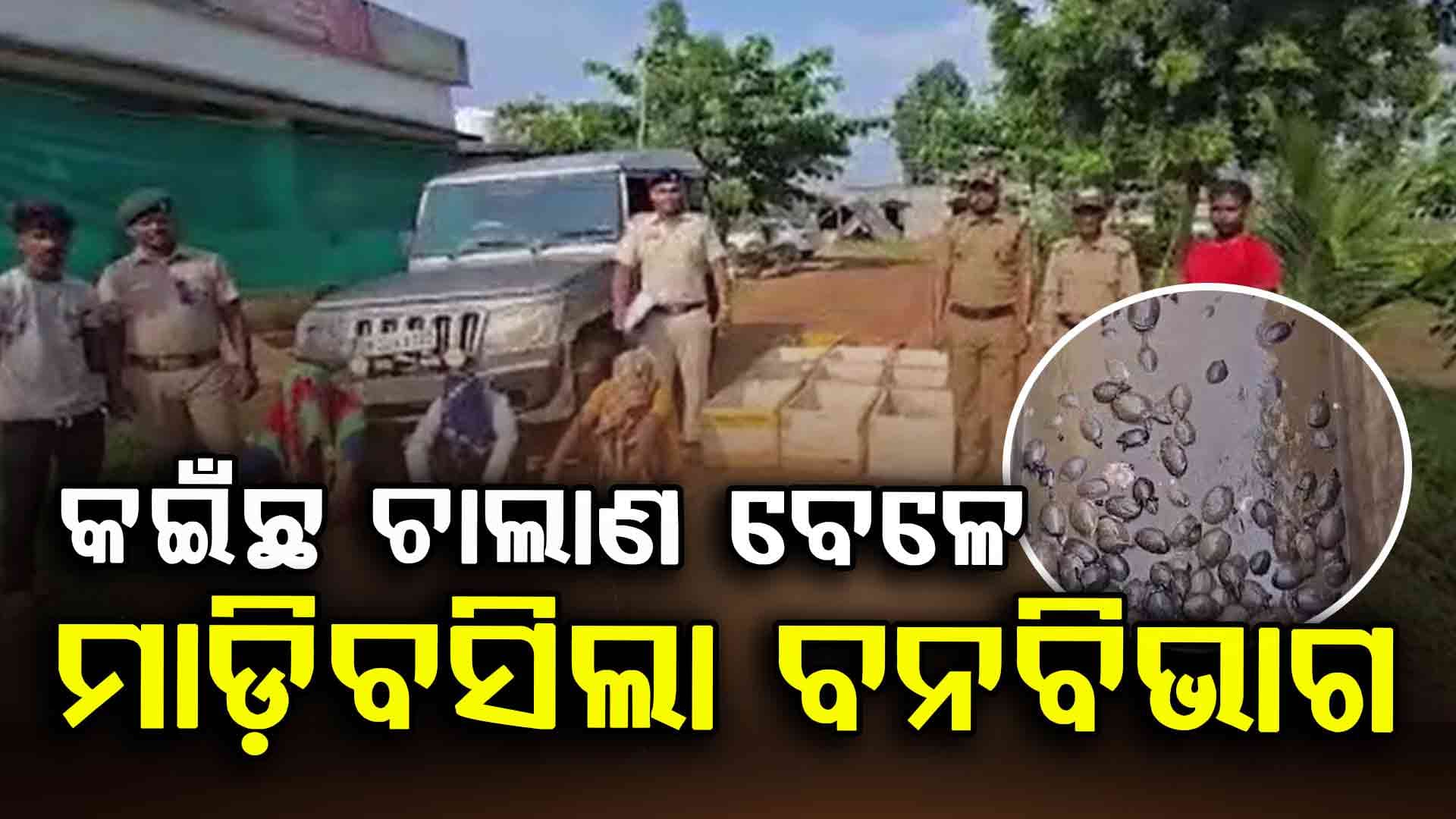 ଏକ ବୋଲେରୋରୁ ୧୦୭୮ କଇଁଛ ଜବତ କଲା ବନବିଭାଗ: ୩ ଗିରଫ