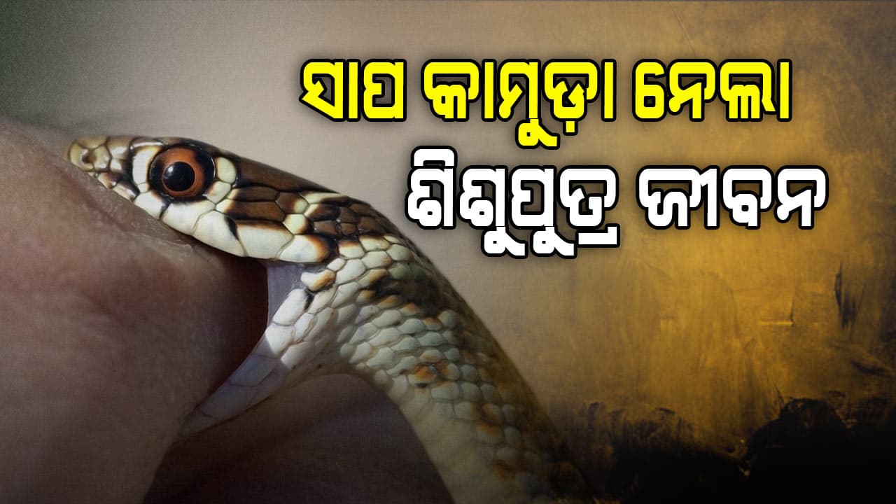 ବିଷାକ୍ତ ସାପ କାମୁଡାରେ ଶିଶୁପୁତ୍ରର ମୃତ୍ୟୁ