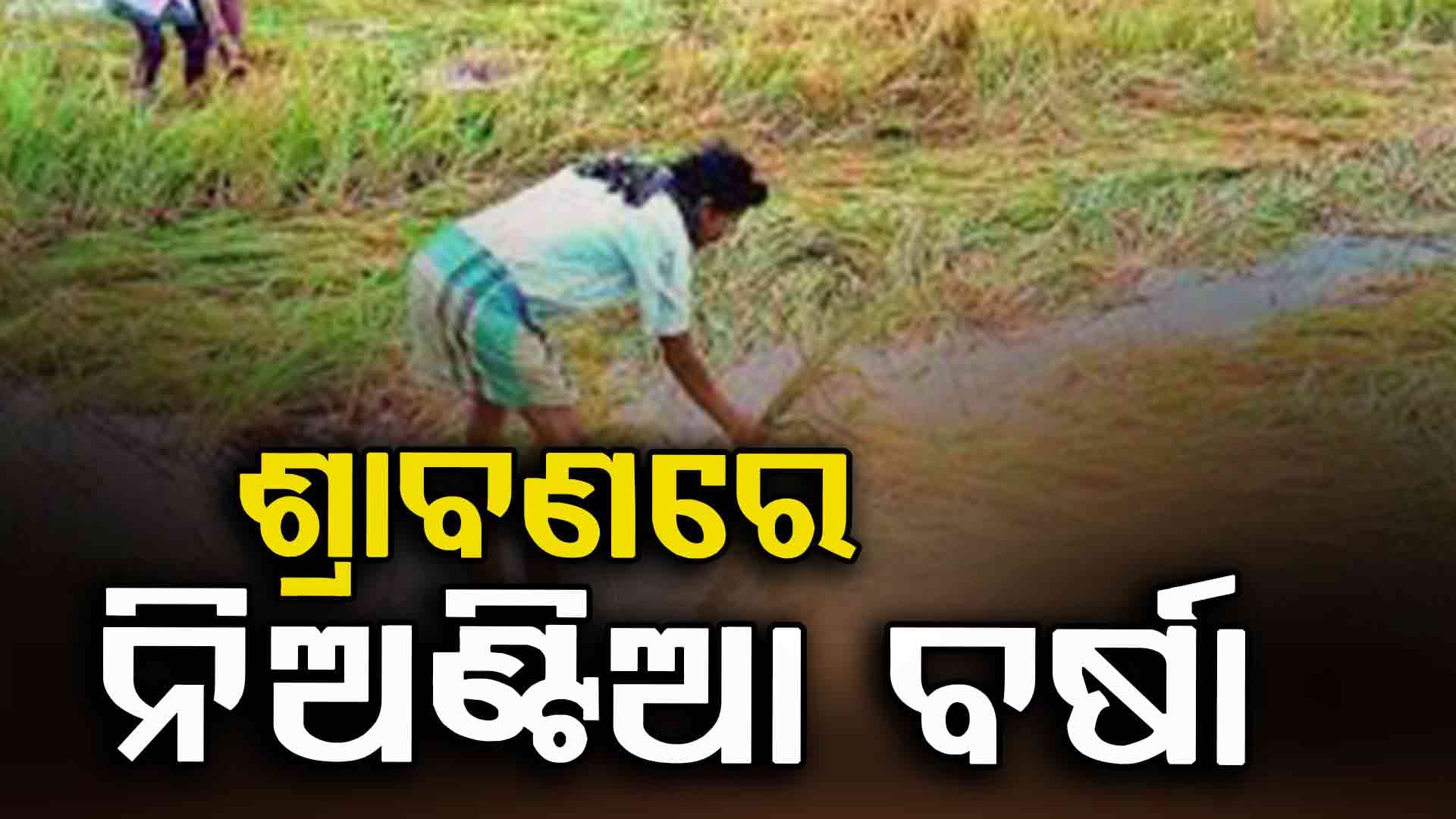 ଶ୍ରାବଣ ସରିବାକୁ ବସିଲାଣି, ହେଲେ ରାଜ୍ୟରେ ନିଅଣ୍ଟିଆ ବର୍ଷା: ୯ ଜିଲ୍ଲାର ସ୍ଥିତି ଉତ୍କଟ