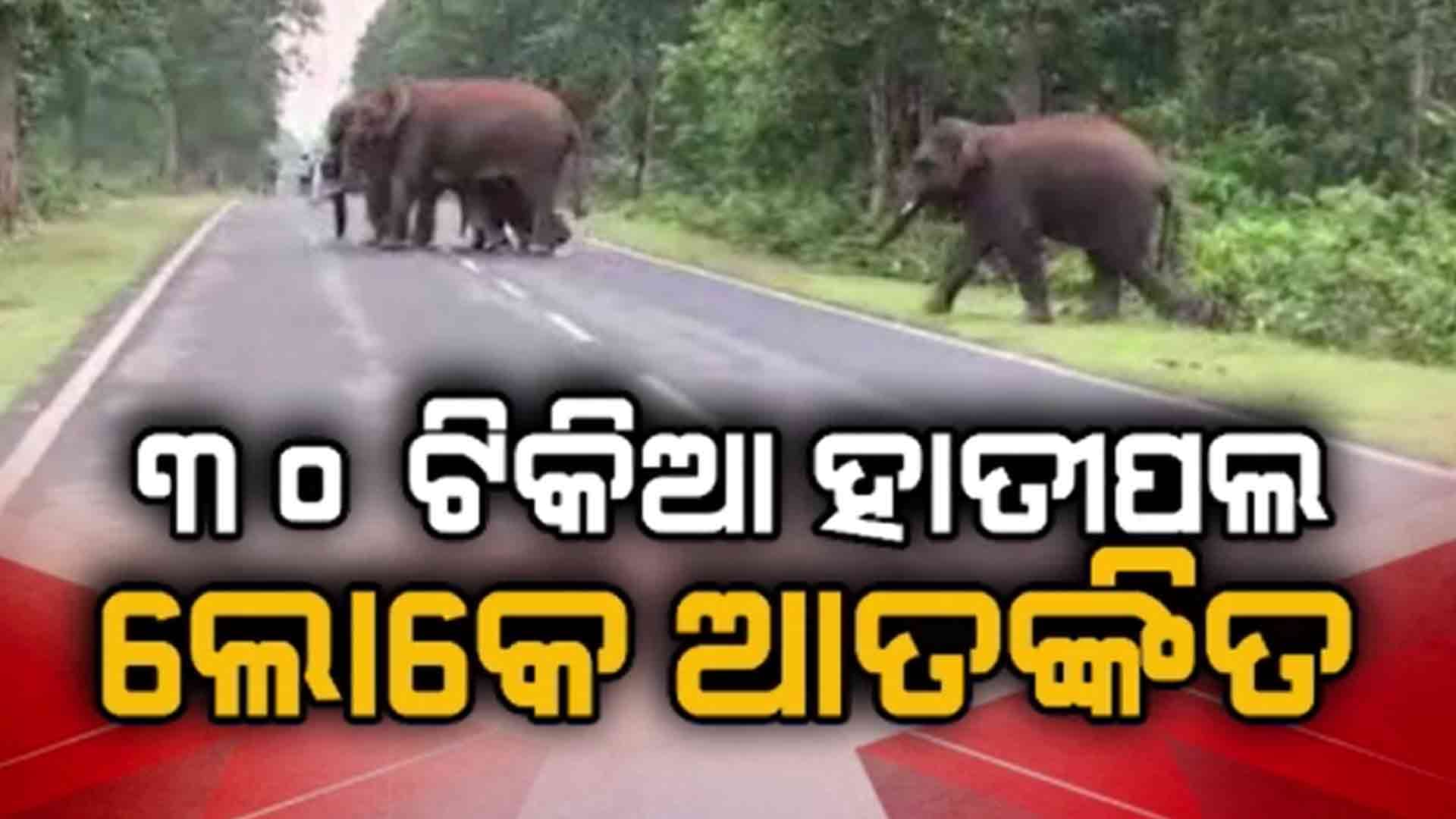 କରଞ୍ଜିଆ ରେଞ୍ଜକୁ ଫେରିଲେ ୩୦ ଟିକିଆ ହାତୀପଲ