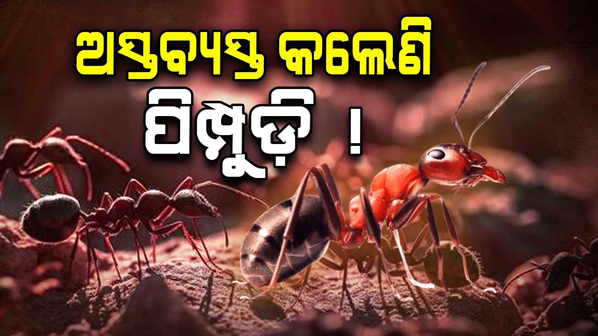 Ant Issue: ମଣିଷକୁ ଖାଇଗଲେଣି ପିମ୍ପୁଡି, ଠିଆ ହେଲେ ମାଡି ବସୁଛନ୍ତି 