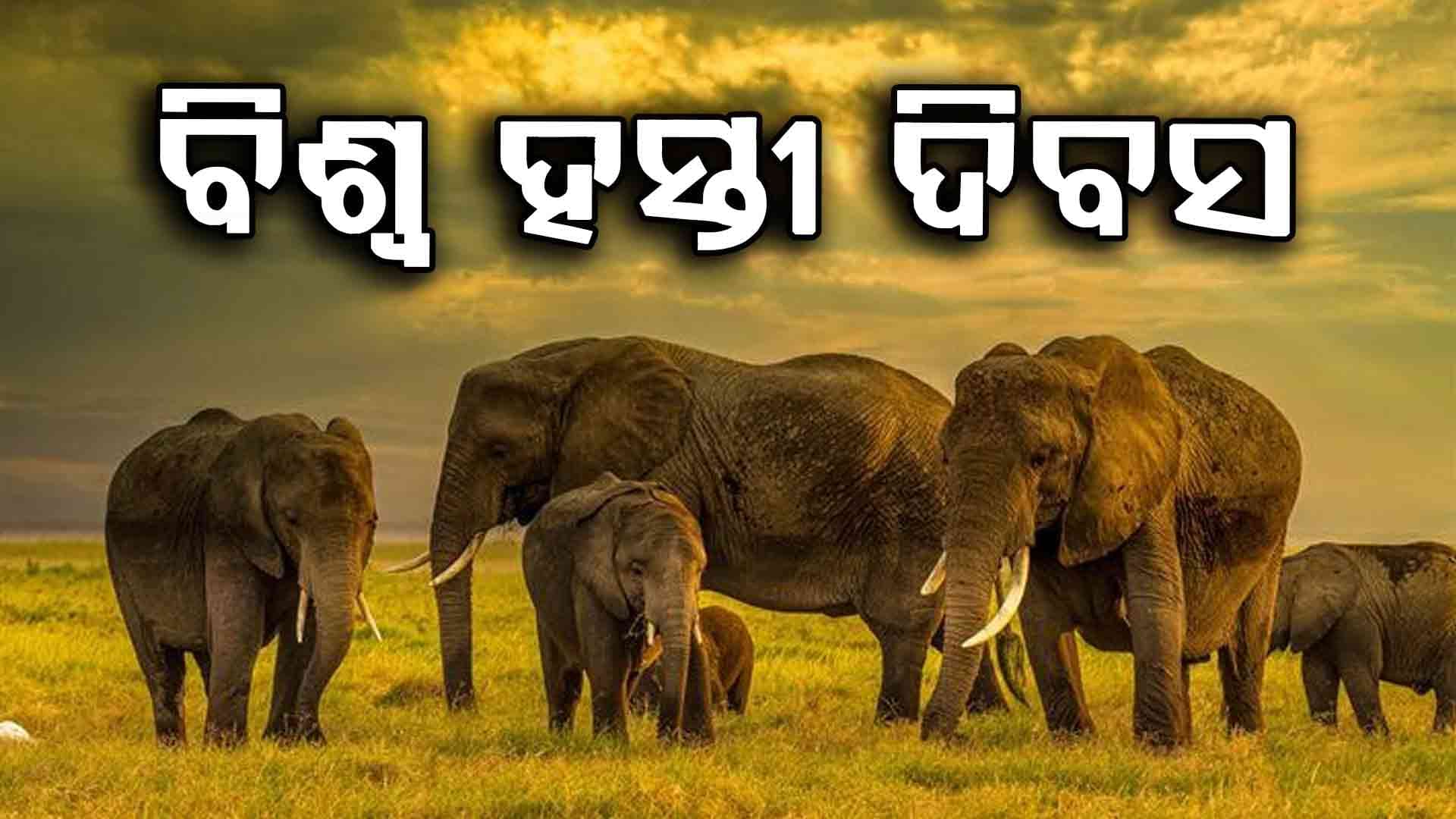 ଆଜି ବିଶ୍ବ ହସ୍ତୀ ଦିବସ: ହସ୍ତୀଙ୍କ ସୁରକ୍ଷା ନେଇ ବଢୁଛି ଚିନ୍ତା   