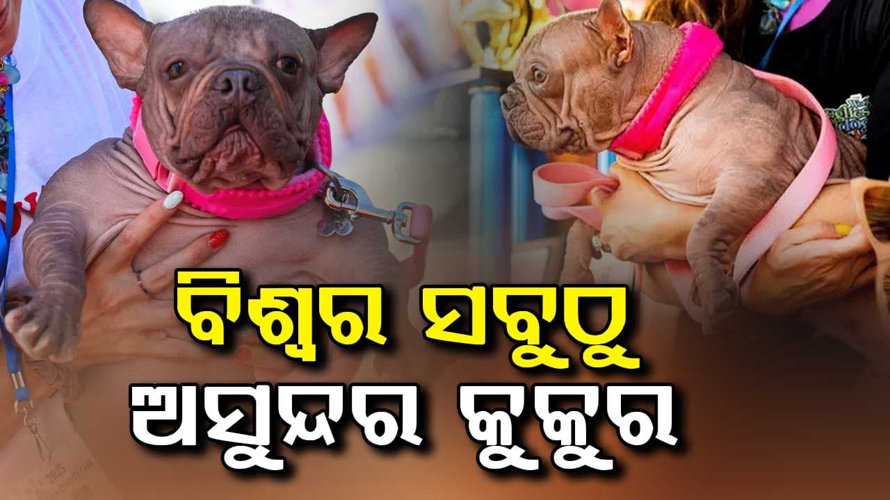 ଦୁନିଆର ସବୁଠୁ ଅସୁନ୍ଦର କୁକୁର ଭାବେ ୪ ଲକ୍ଷ ଜିତିଲା ପେଟୁନିଆ