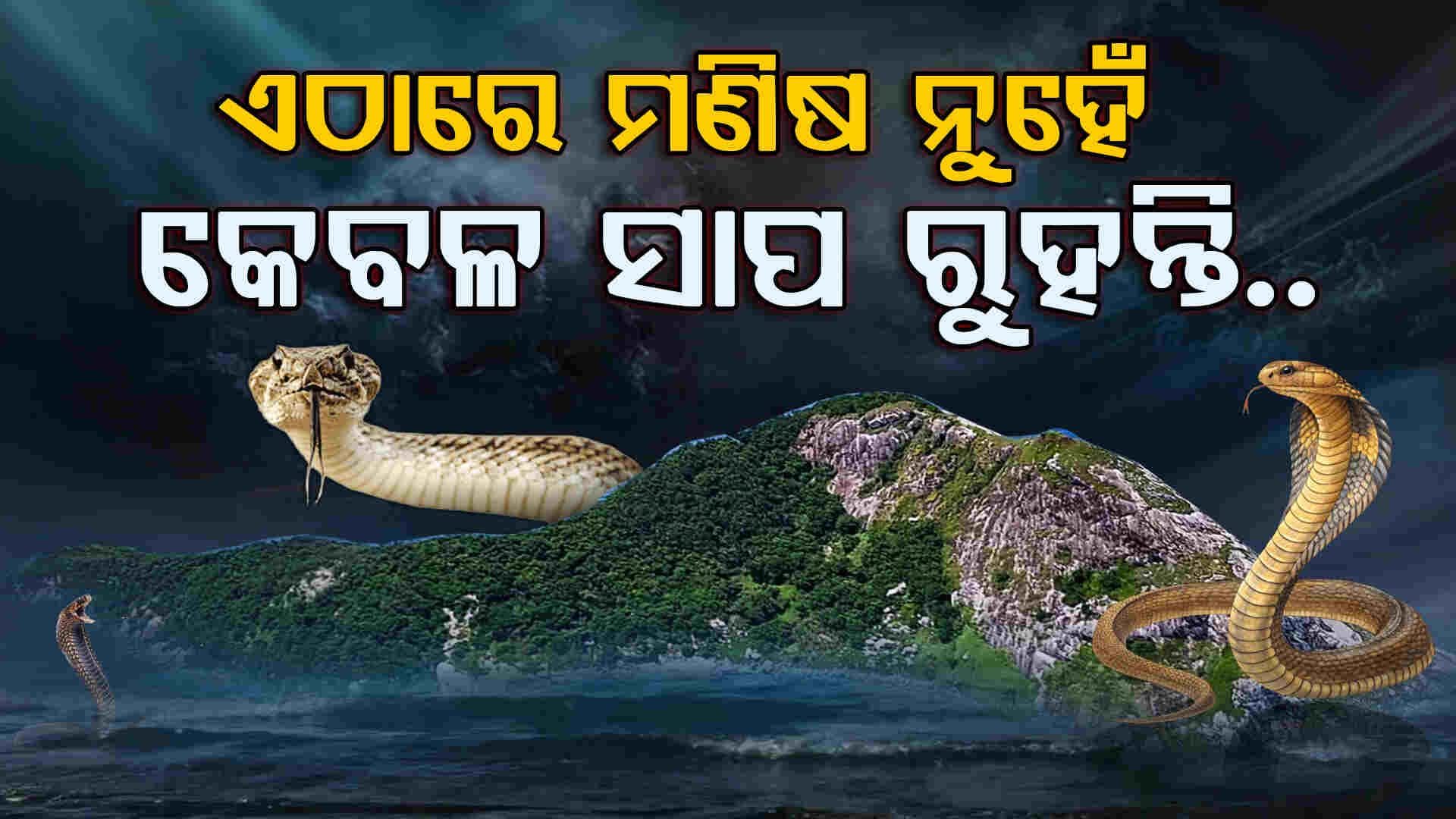 ବିପଦପୂର୍ଣ୍ଣ ଆଇଲ୍ୟାଣ୍ଡ: ଏଇଠି ଚାଲେ କେବଳ ସାପଙ୍କ ରାଜୁତି