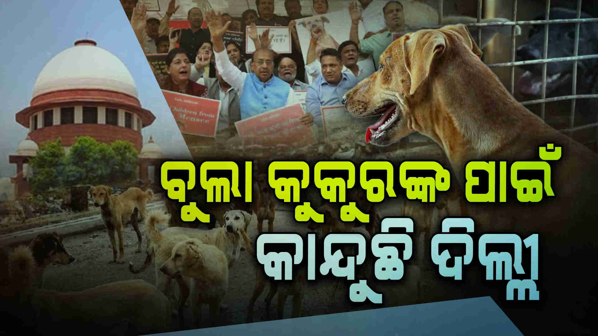 ଆଠ ସପ୍ତାହ ମଧ୍ୟରେ ସମସ୍ତ ବୁଲା କୁକୁରଙ୍କୁ ଆଶ୍ରୟସ୍ଥଳକୁ ପଠାଯିବ
