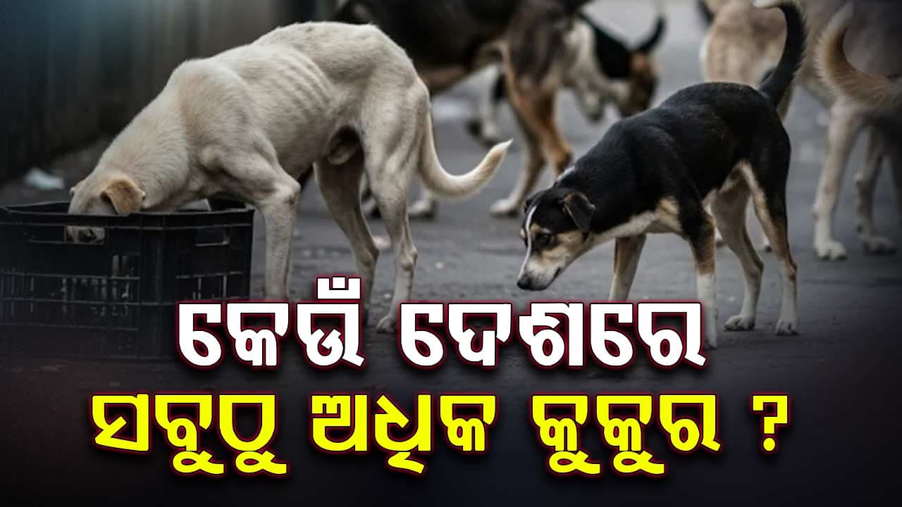ଭାରତ ନୁହେଁ ଦୁନିଆର କେଉଁ ଦେଶରେ ଅଛନ୍ତି ସର୍ବାଧିକ କୁକୁର ? କ'ଣ ରହିଛି ନିୟମ ?