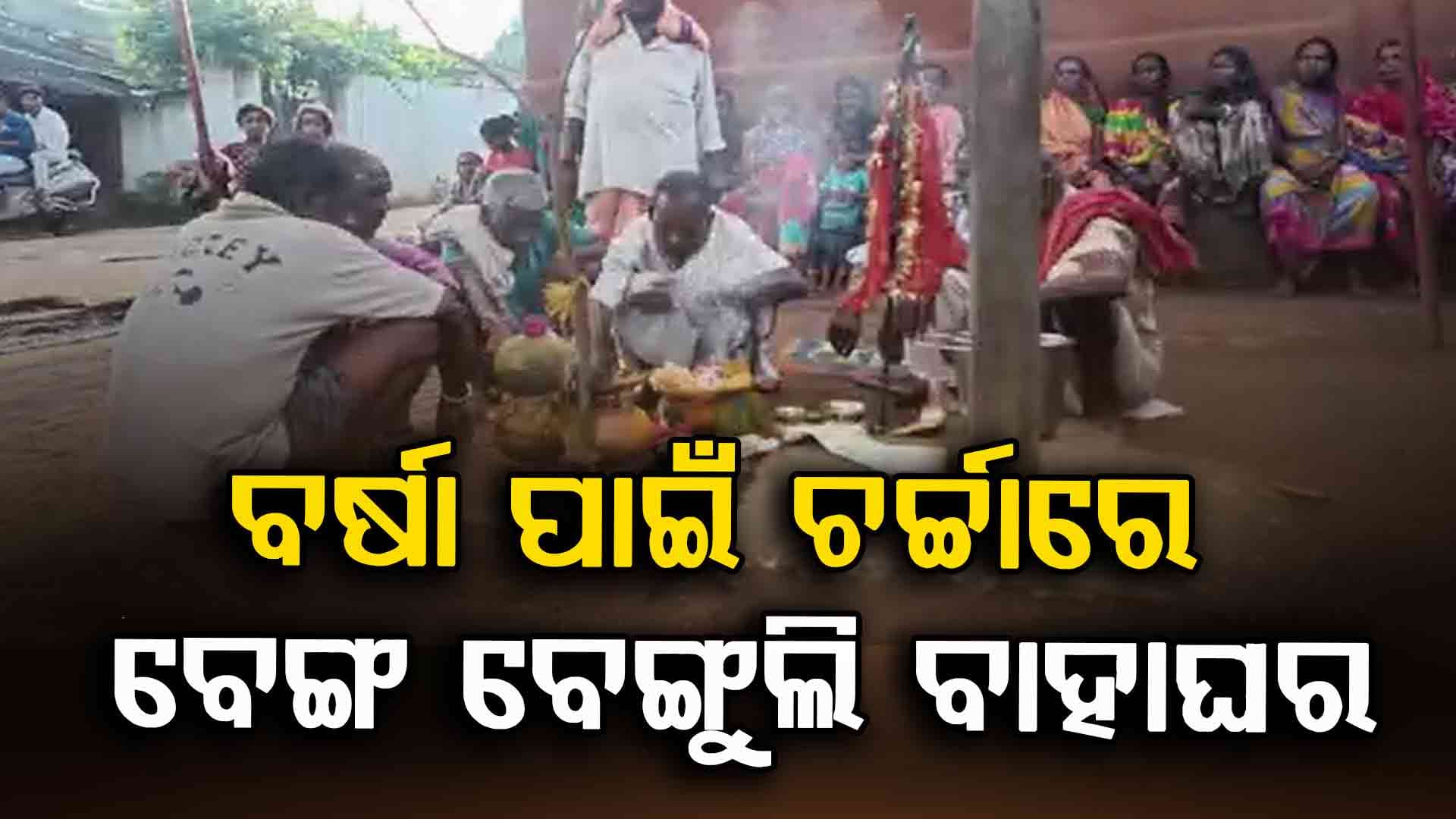 ଝରିଗାଁରେ ବର୍ଷା ପାଇଁ ବେଙ୍ଗ-ବେଙ୍ଗୁଲି ବାହାଘର