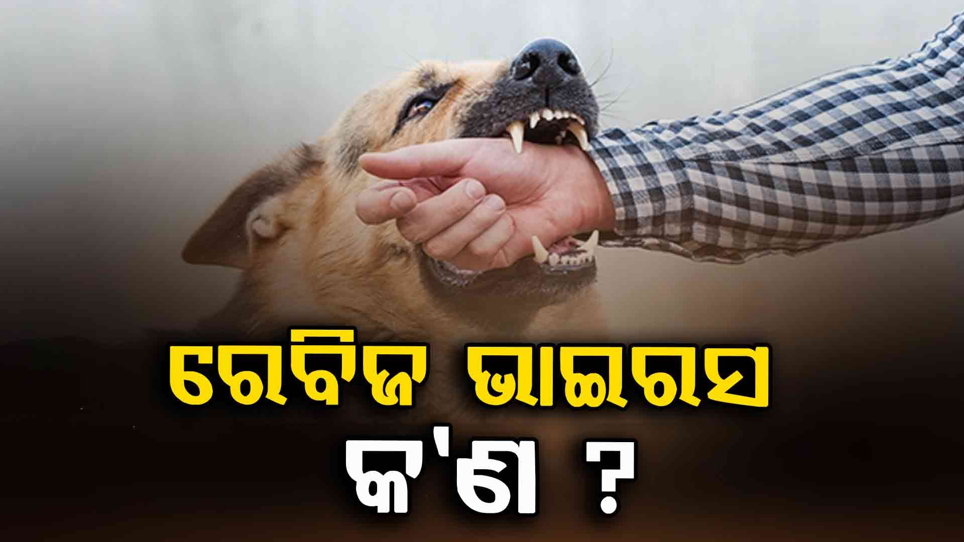ରେବିଜ ଭାଇରସ୍‌ କେତେ ମାରାତ୍ମକ ? 