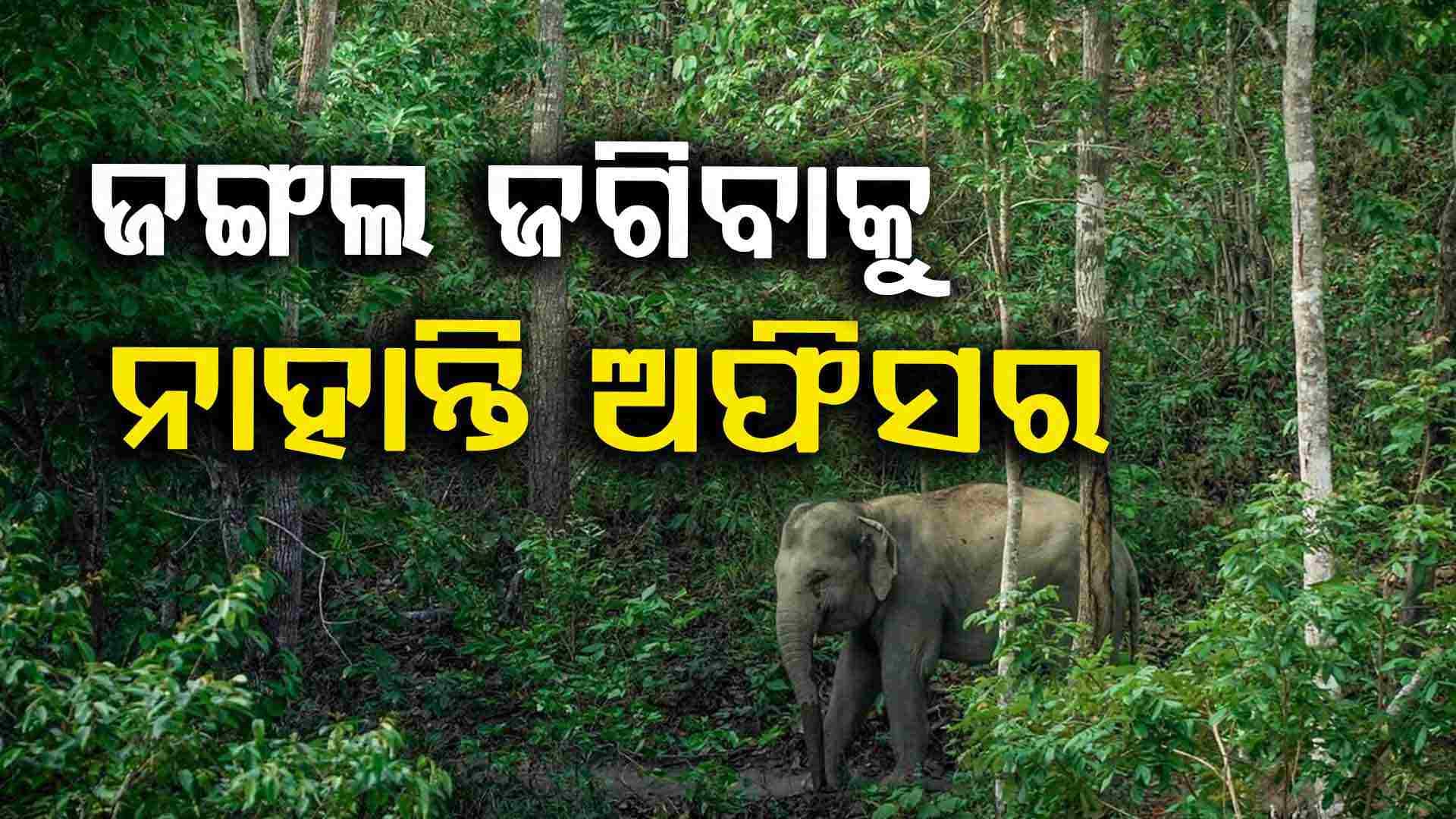 Dhenkanal Range: ହାତୀ ବୁଲୁଛନ୍ତି ଗାଁରେ, ରେଞ୍ଜରଙ୍କ ଦେଖା ନାହିଁ !