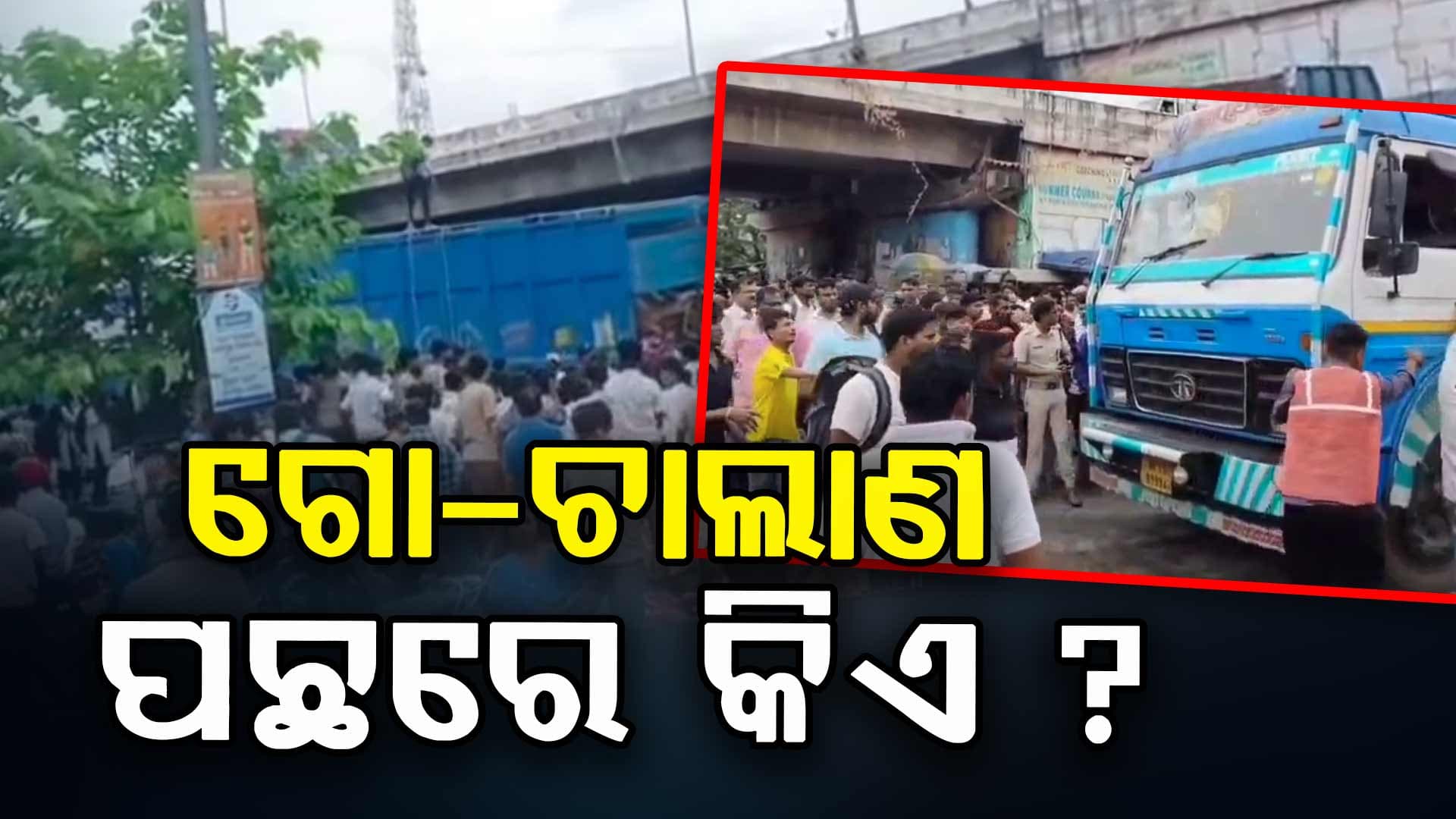 Cattle smuggling: ଟ୍ରକ୍‌ରେ ଗୋ-ଚାଲାଣ ବେଳେ ଗୋଡ଼ାଇ ଗୋଡ଼ାଇ ଧରିଲେ ଲୋକ, ୭୦ରୁ ଅଧିକ ଗାଈ ଉଦ୍ଧାର