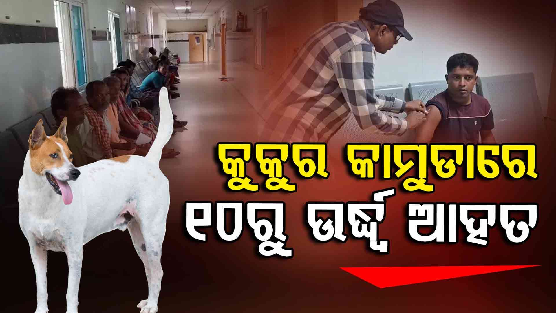ପାଗଳ କୁକୁର ଆତଙ୍କ, ୧୦ରୁ ଉର୍ଦ୍ଧ୍ଵ ଲୋକ ମେଡିକାଲରେ ଭର୍ତ୍ତି