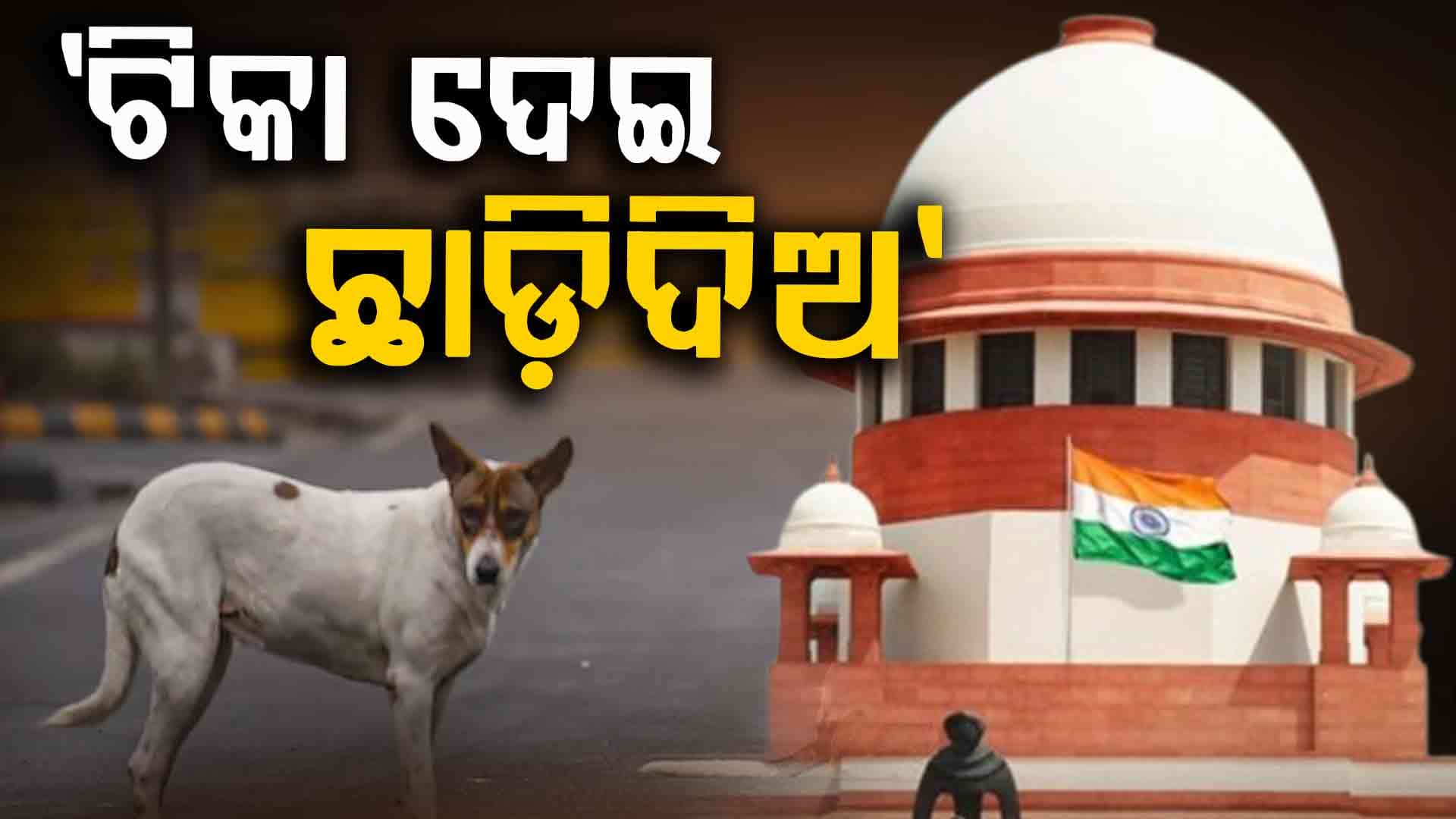SC stray dogs: ସୁପ୍ରିମକୋର୍ଟରେ ଜିତିଲେ ପଶୁପ୍ରେମୀ, ବନ୍ଧ୍ୟାକରଣ ପରେ କୁକୁରଙ୍କୁ ଛାଡ଼ିଦେବାକୁ ନିର୍ଦ୍ଦେଶ