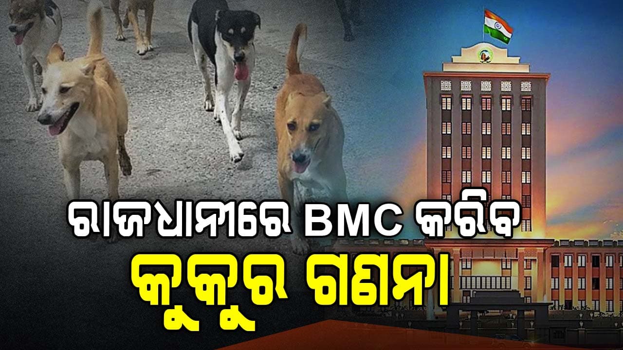 ଉଭୟ ବୁଲା ଓ ପୋଷା କୁକୁରଙ୍କର ଗଣନା କରିବ BMC , କୁକୁରଙ୍କ କାନରେ ଲାଗିବ ଟ୍ୟାଗ୍
