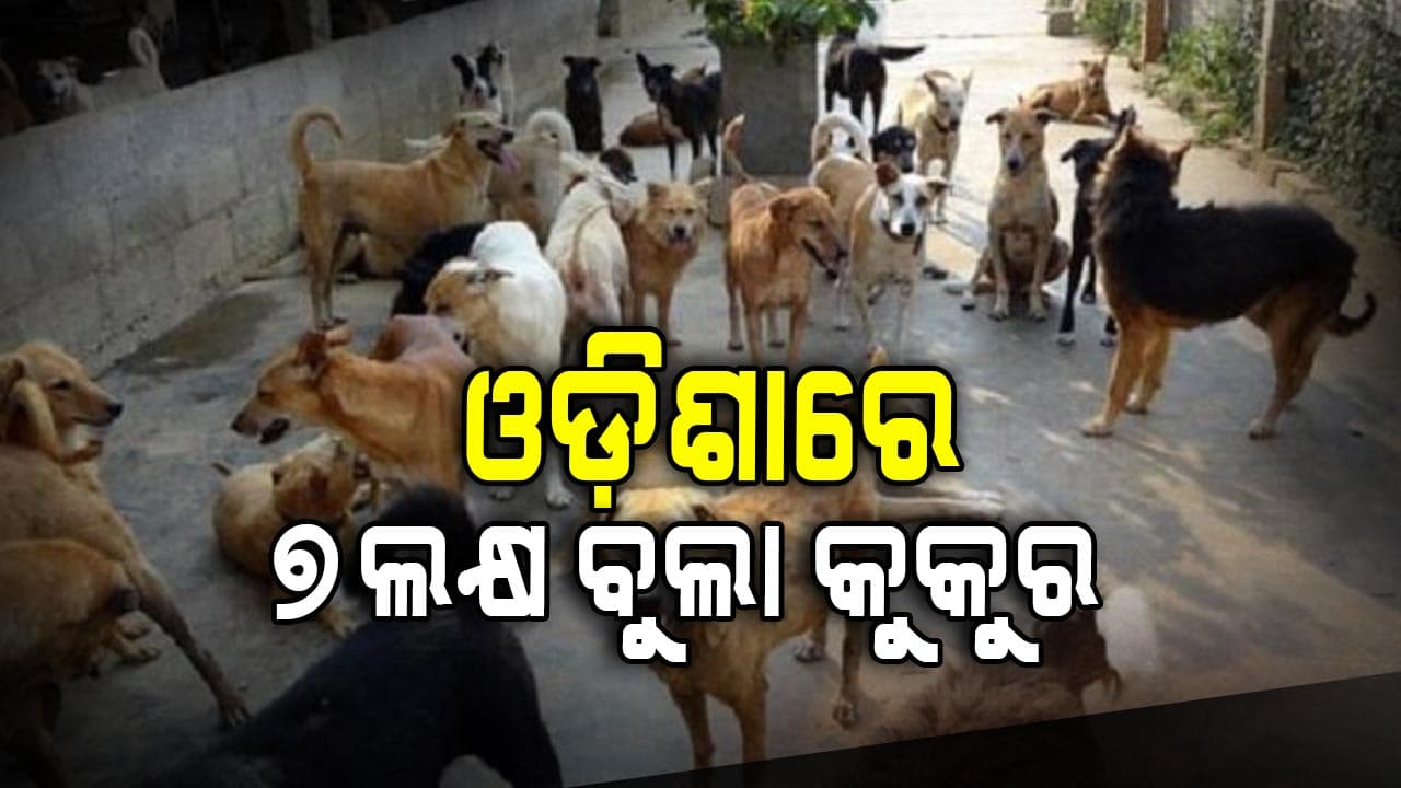 Chicken, mutton କାଟି ରାସ୍ତାରେ ଏଣେତେଣେ ପକାଇବେ ନାହିଁ ଦୋକାନୀ; ସଚେତନ କରିବ ପୌର ସଂସ୍ଥା