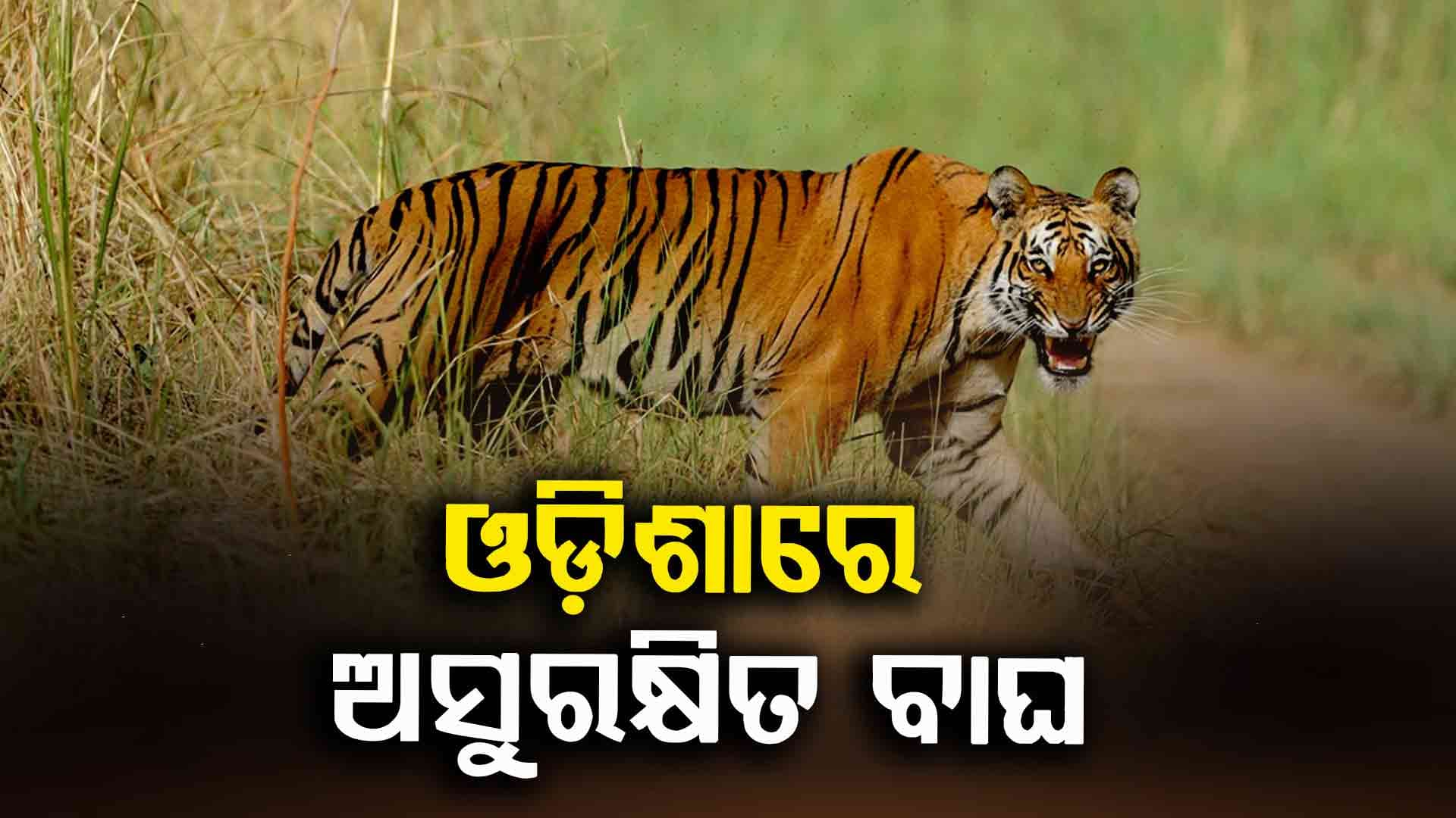 ହାତୀ ପରେ ଓଡ଼ିଶାରେ ବାଘ ଅସୁରକ୍ଷିତ 