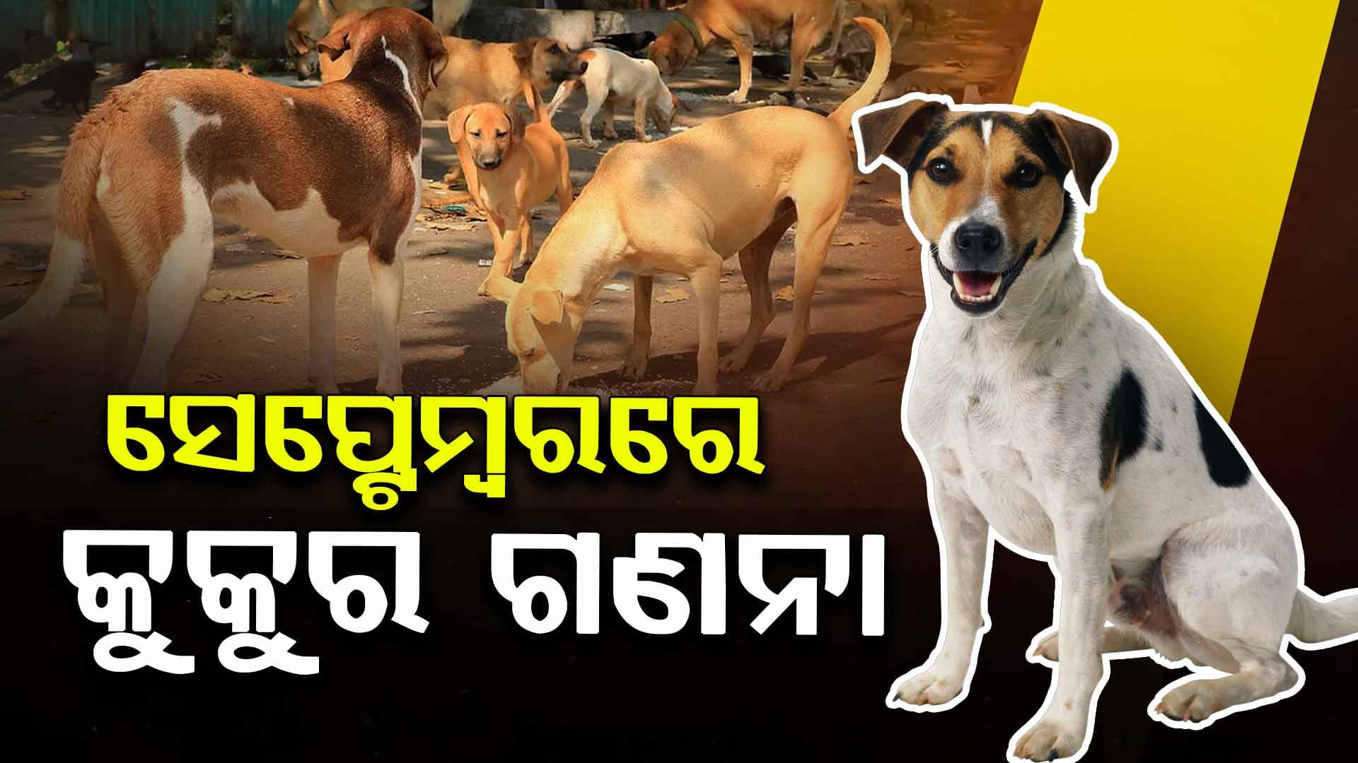 Dog Census: କୁକୁର ଗଣନା ପାଇଁ BMCର ବଡ଼ ପ୍ଲାନିଂ, ଭୋରରେ ୱାର୍ଡକୁ ଯିବେ ୩ରୁ ୪ଟି ଟିମ୍