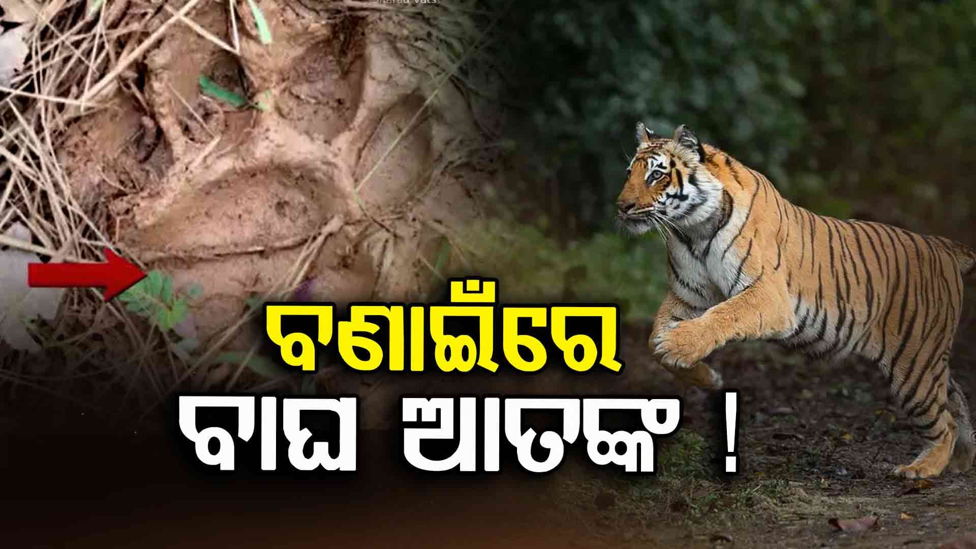 ଘୁଷୁରା ଜଙ୍ଗଲରେ  ବାଘ ପାଦ ଚି଼ହ୍ନ ଦେଖି ଲୋକେ ଭୟଭିତ 
