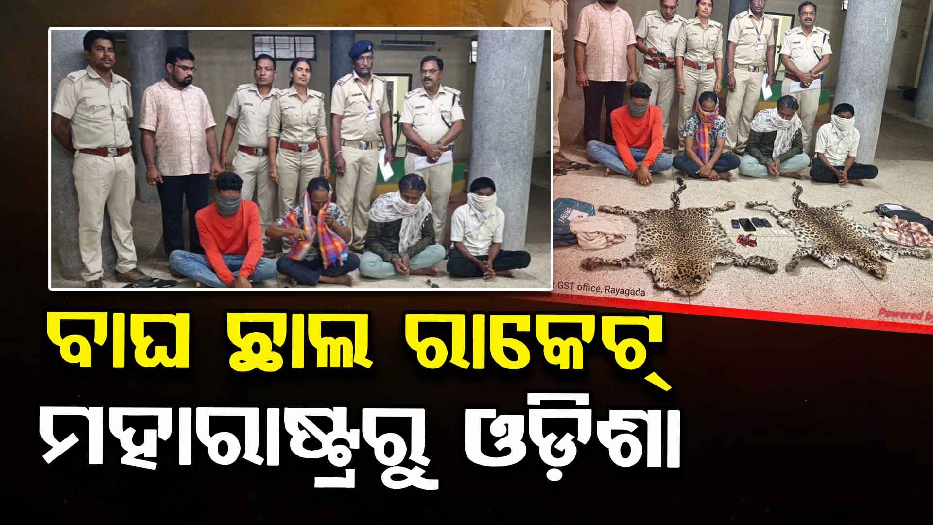 Leopard Skin Seized: ମହାରାଷ୍ଟ୍ରରୁ ଆସି ଓଡ଼ିଶାରେ ଚାଲିଥିଲା ବାଘ ଛାଲ ଡିଲ୍, ୪ ଗିରଫ  