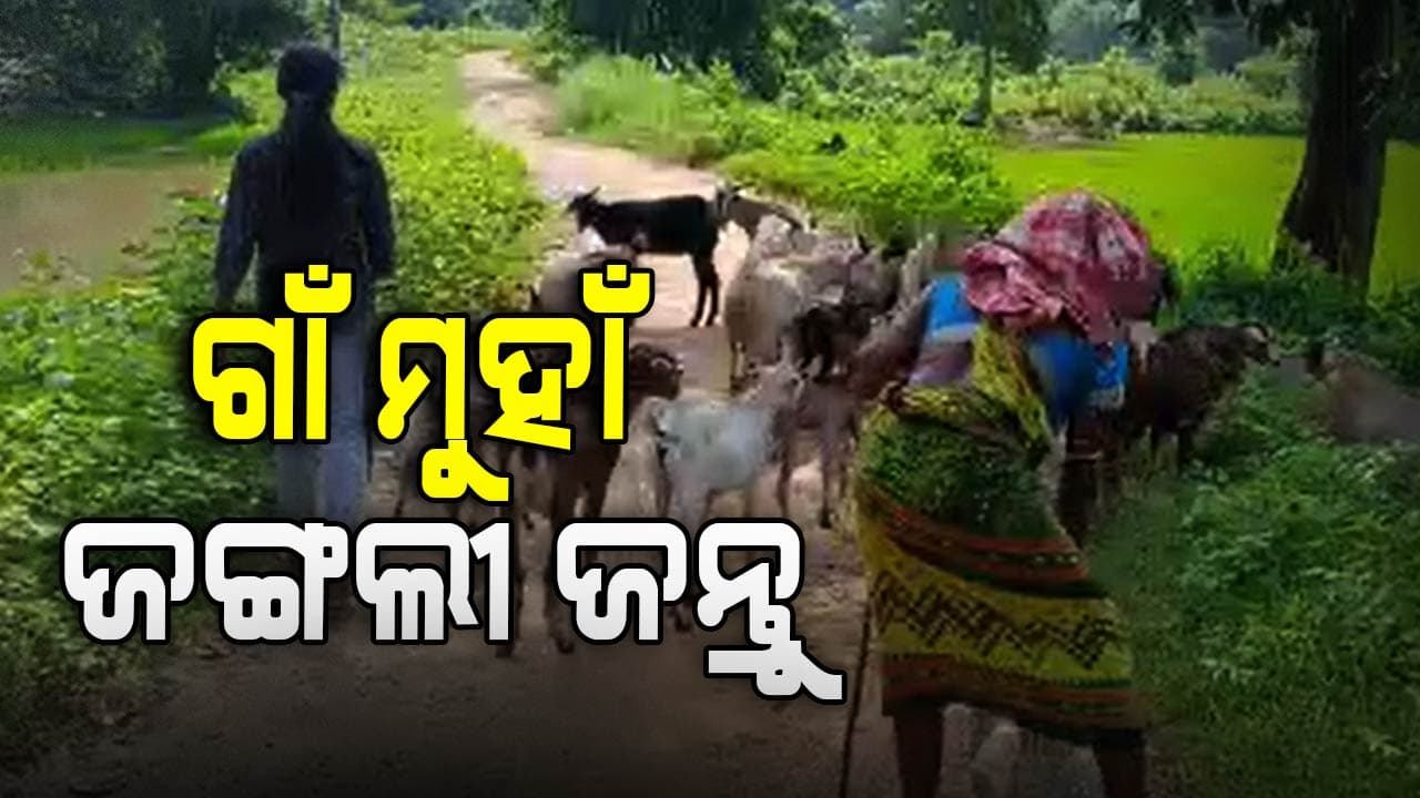 ଗାଁ ମୁହାଁ ଜଙ୍ଗଲୀ ଜନ୍ତୁ, ଭୟଭୀତ ଅବସ୍ଥାରେ ଲୋକେ