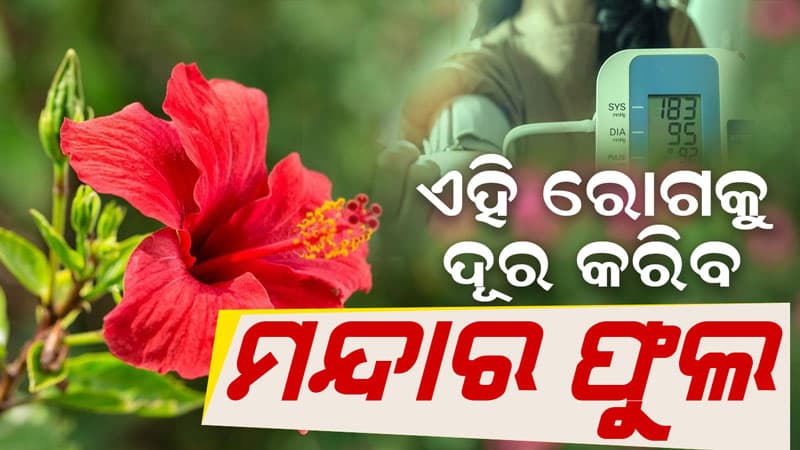 ରକ୍ତଚାପକୁ ନିୟନ୍ତ୍ରଣ କରିବ ମନ୍ଦାର ଫୁଲ