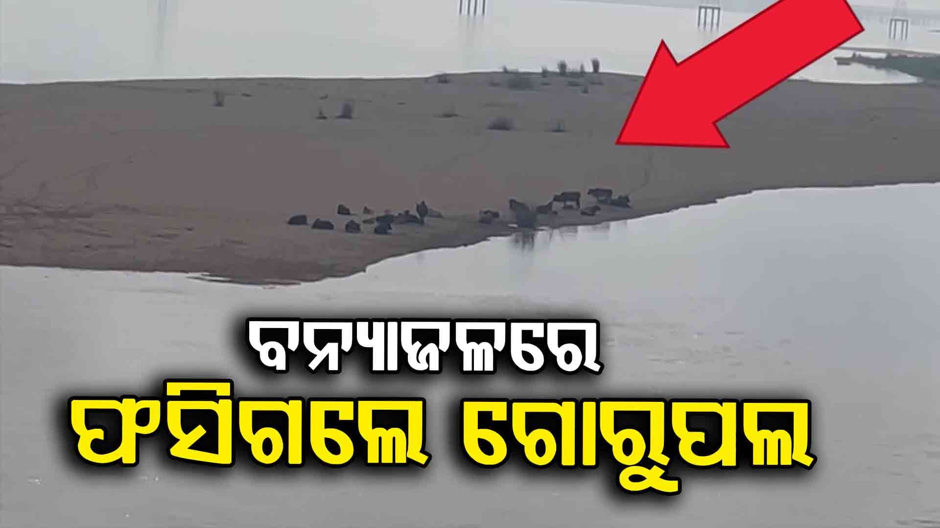 ଫସି ରହିଛନ୍ତି ଗୋରୁଗୋଠ, ଉଦ୍ଧାର କାର୍ଯ୍ୟ ଜାରି