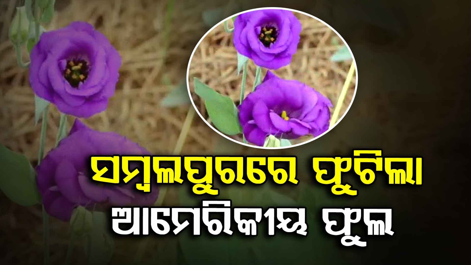 ସମ୍ବଲପୁରରେ ଫୁଟିଲା ବିଦେଶୀ ଫୁଲ, ପ୍ରଶଂସା କଲେ ଧର୍ମେନ୍ଦ୍ର