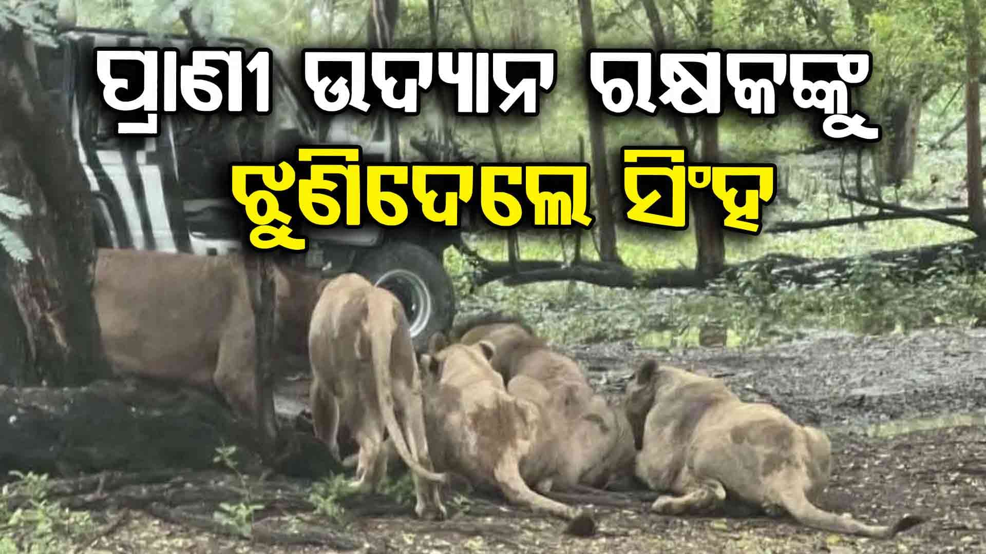 ଅବାକ୍ ହୋଇ ଦେଖୁଥିଲେ ଲୋକେ; ପ୍ରାଣୀ ଉଦ୍ୟାନ ରକ୍ଷକଙ୍କୁ ମାରି ଖାଇଦେଲେ ସିଂହ ପଲ