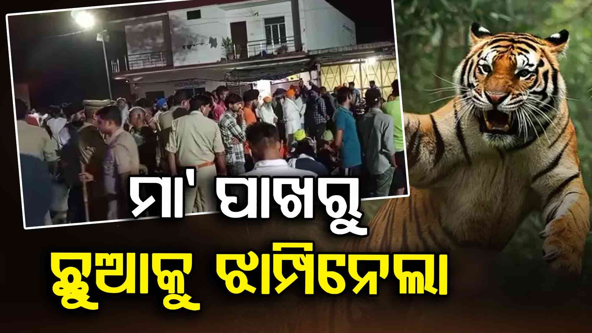 ମା’ ପାଖରୁ ଶିଶୁକୁ ଝାମ୍ପି ନେଇ ଜୀବନ ନେଇଗଲା ବାଘ