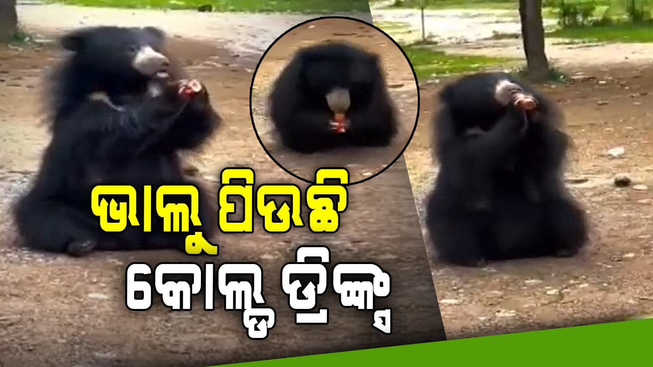 Viral Video: ମଣିଷ ଭଳି ବୋତଲ ଉଠାଇଲା ଭାଲୁ, ଢକ ଢକ କରି ପିଇଦେଲା କୋଲ୍ଡ ଡ୍ରିଙ୍କ୍ସ