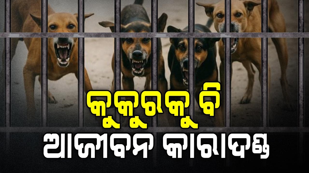 କାମୁଡ଼ିଲେ କୁକୁରଙ୍କୁ ଆଉ ରକ୍ଷା ନାହିଁ...   