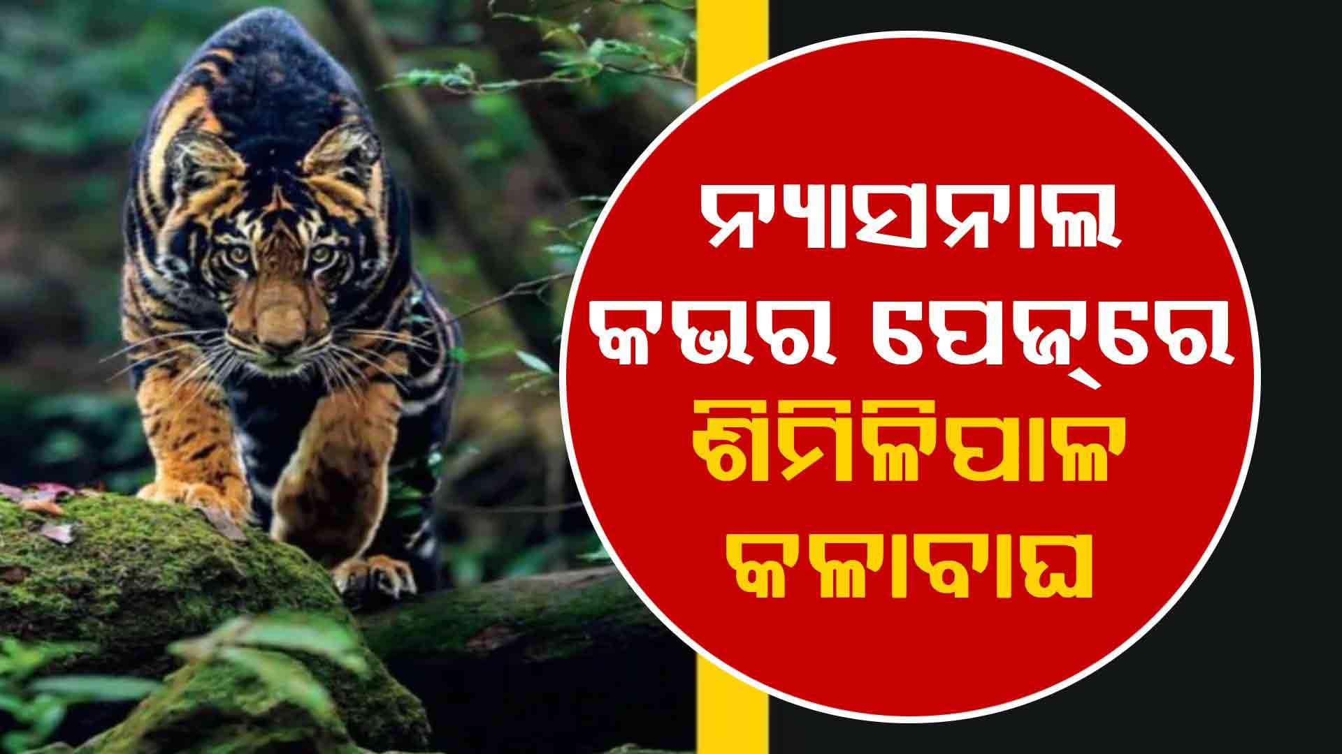 ନ୍ୟାସନାଲ ଜିଓଗ୍ରାଫିକ କଭର ପେଜ୍‌ରେ ଶିମିଳିପାଳର ବିରଳ କଳାବାଘ 