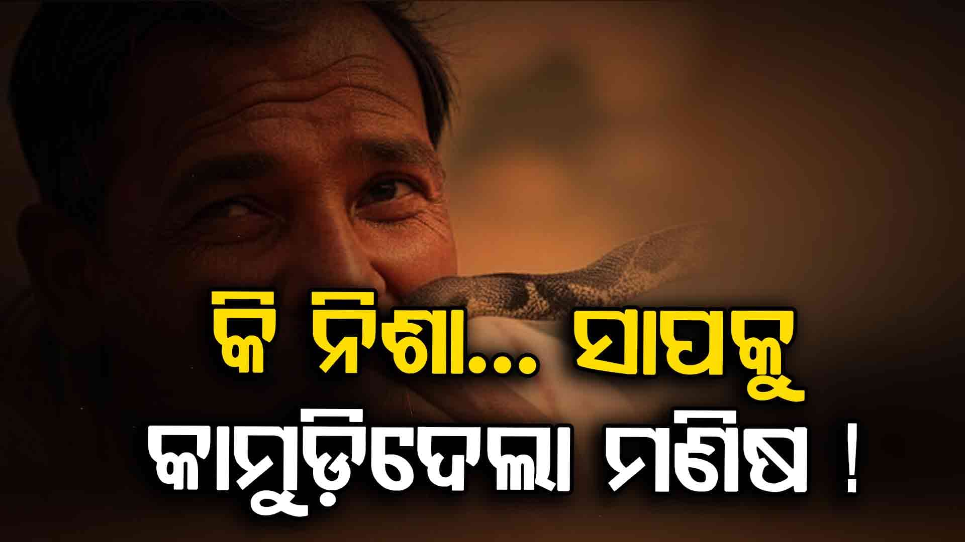 ମଣିଷକୁ ଏତେ ନିଶା ଯେ.. ରାଗିକି ସାପକୁ କାମୁଡ଼ିଦେଲା ! ଜାଣନ୍ତୁ ପୁରା କାହାଣୀ 